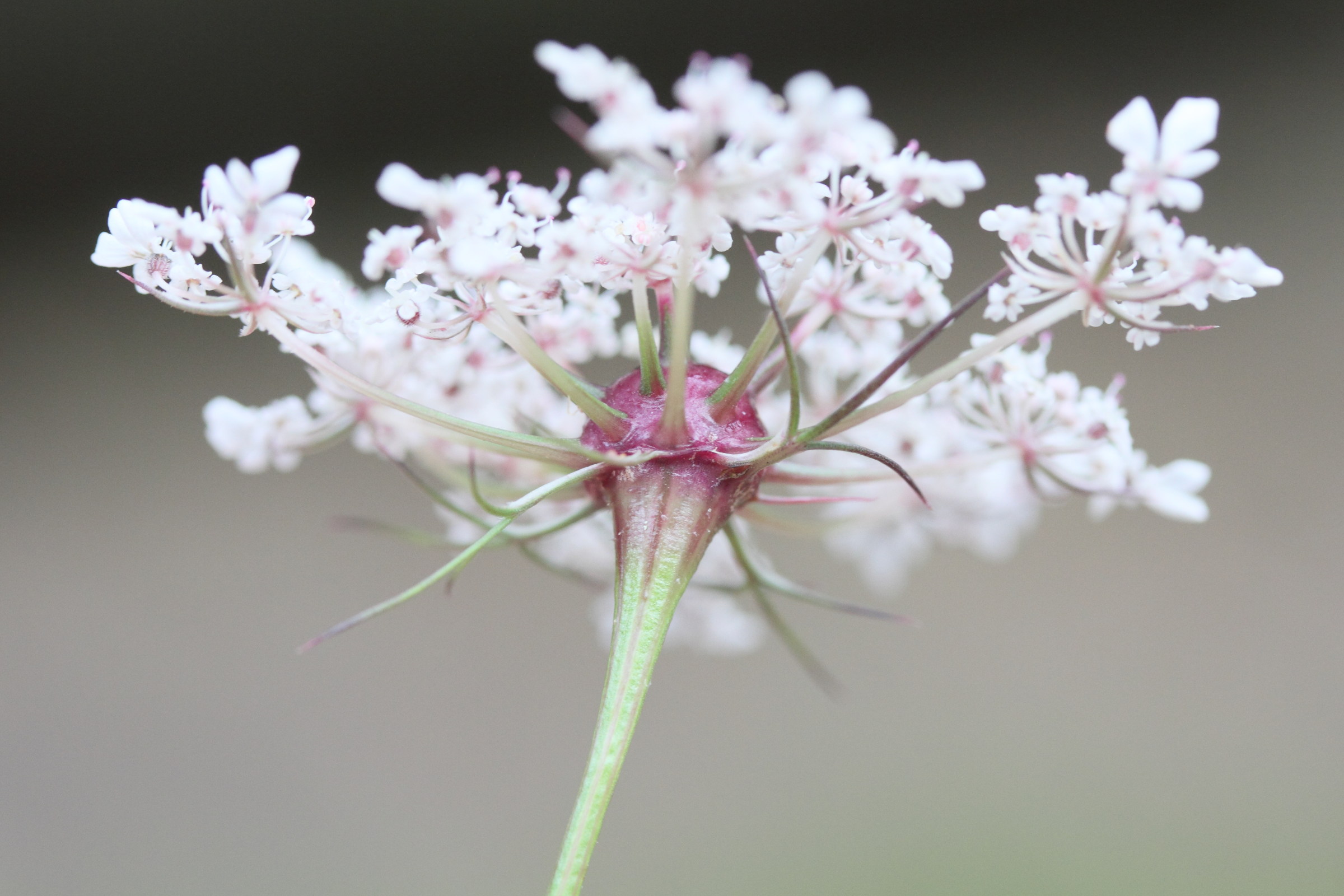 Afficher le média lasioptera_carophila_galle2md lasioptera_carophila_galle2md