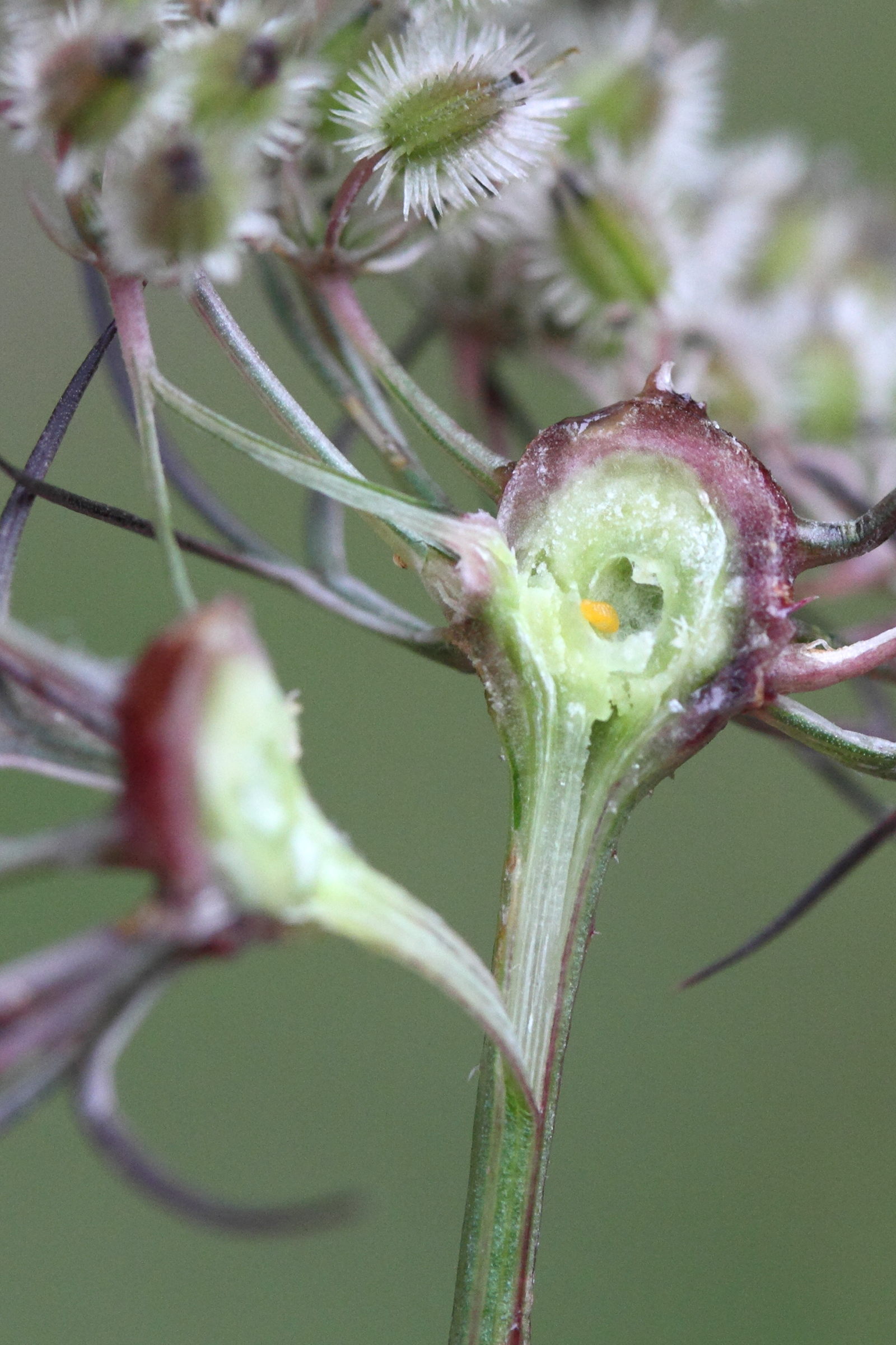 Afficher le média lasioptera_carophila_galle3md lasioptera_carophila_galle3md