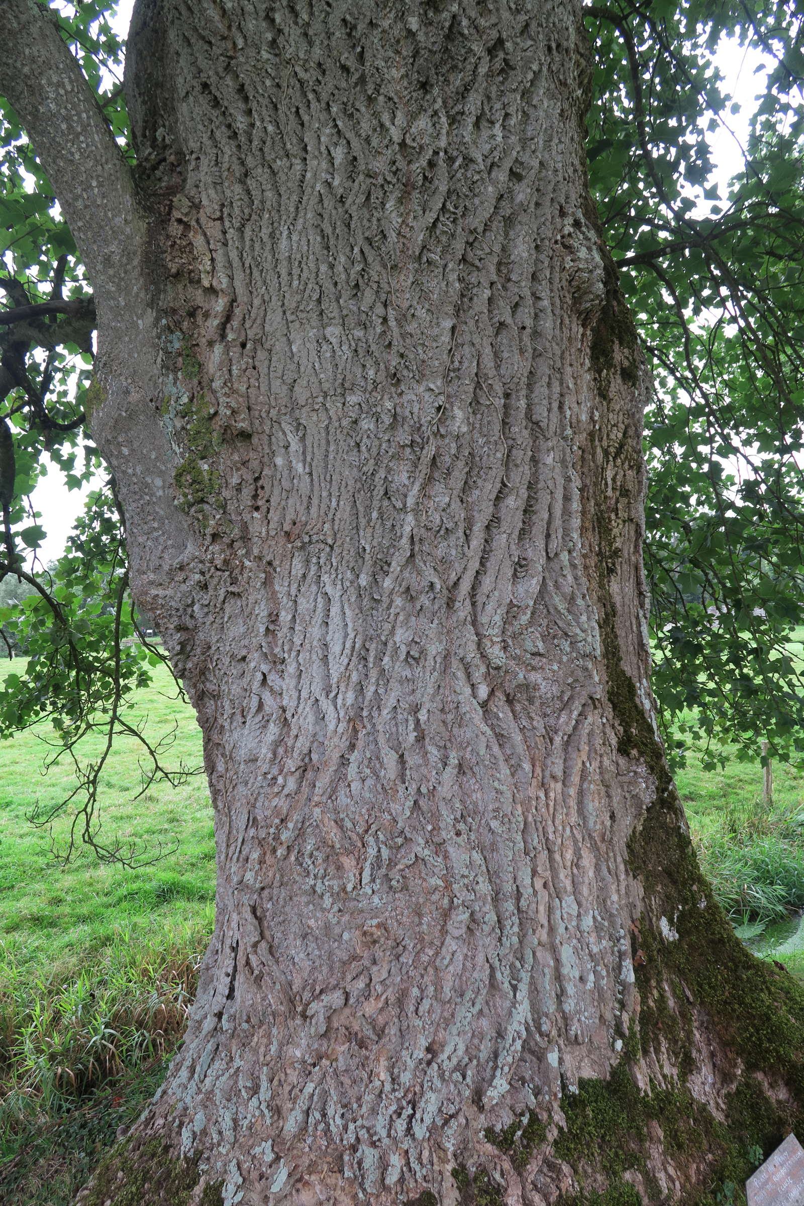 liriodendron_tulipifera8md