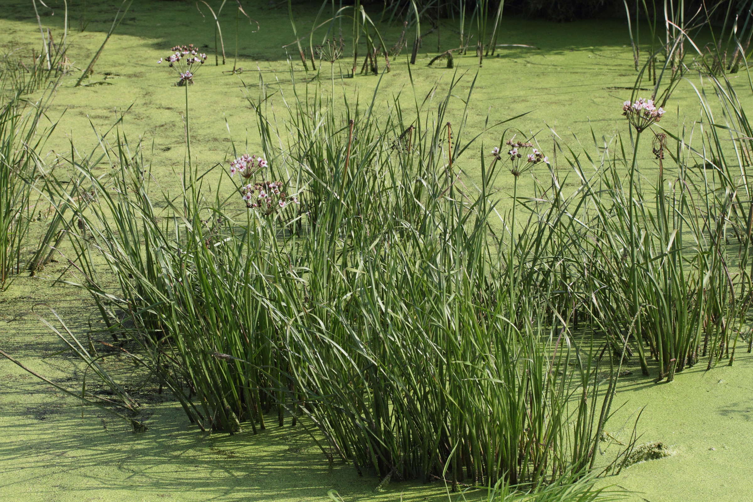 butomus_umbellatus5md