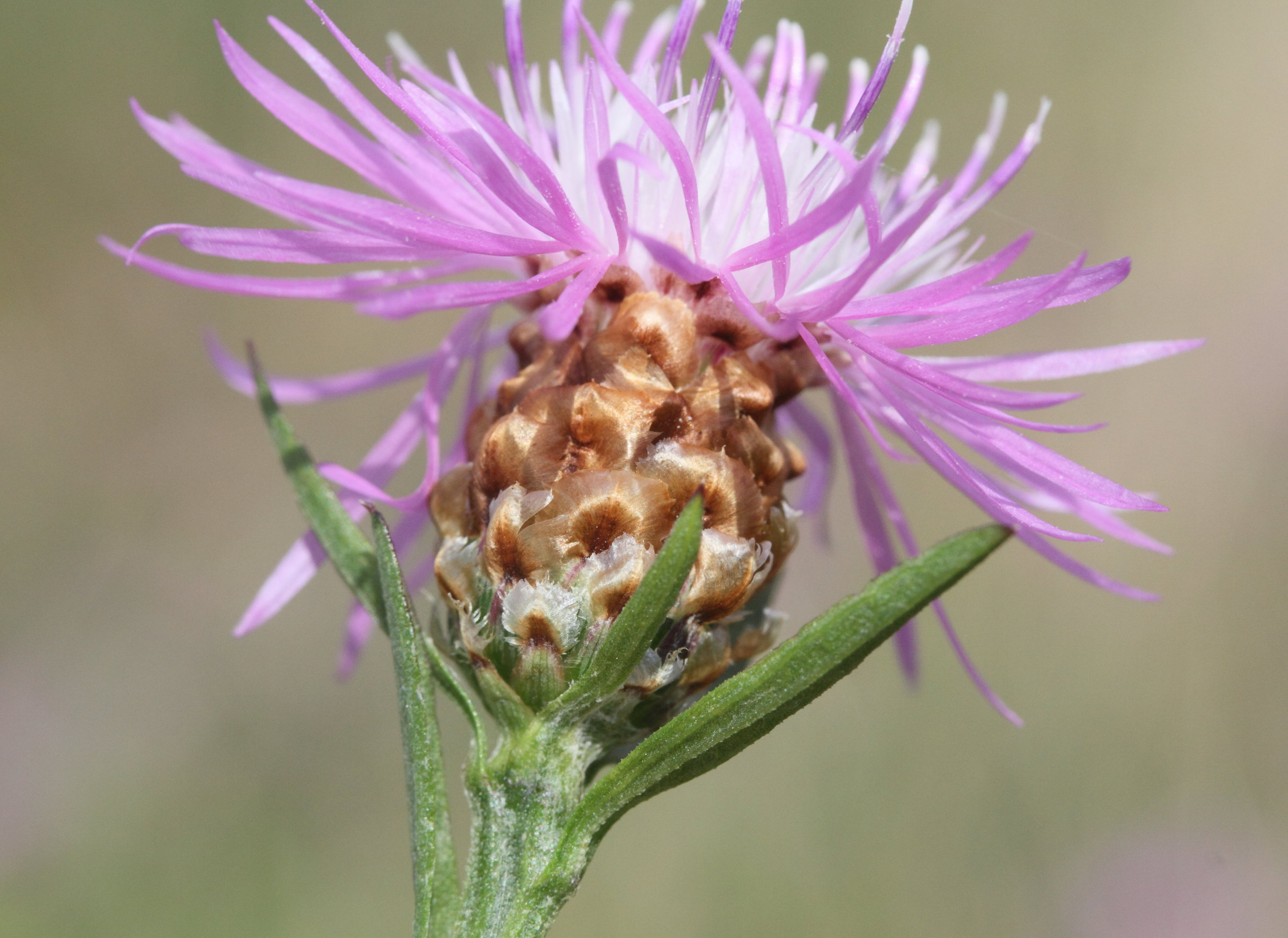 Afficher le média centaurea_jacea_timbalii1md centaurea_jacea_timbalii1md