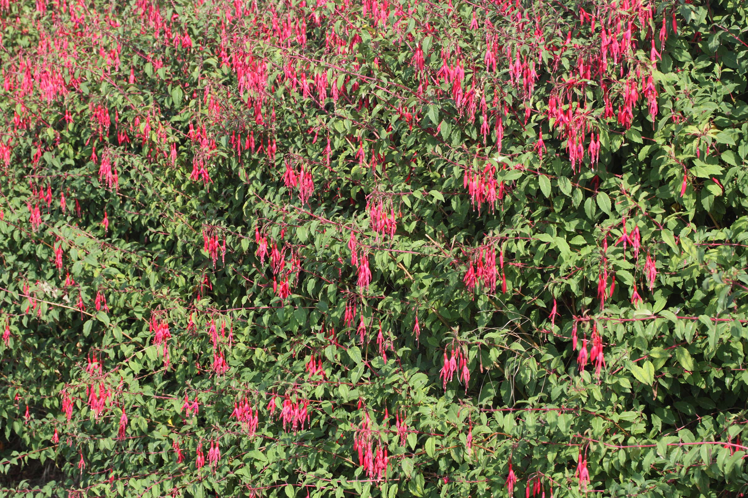 Afficher le média fuchsia_magellanica1md fuchsia_magellanica1md