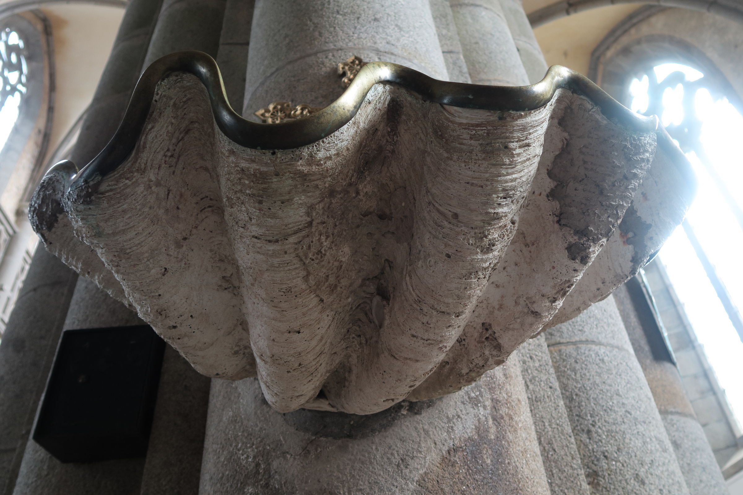 Afficher le média tridacna_gigas2md tridacna_gigas2md