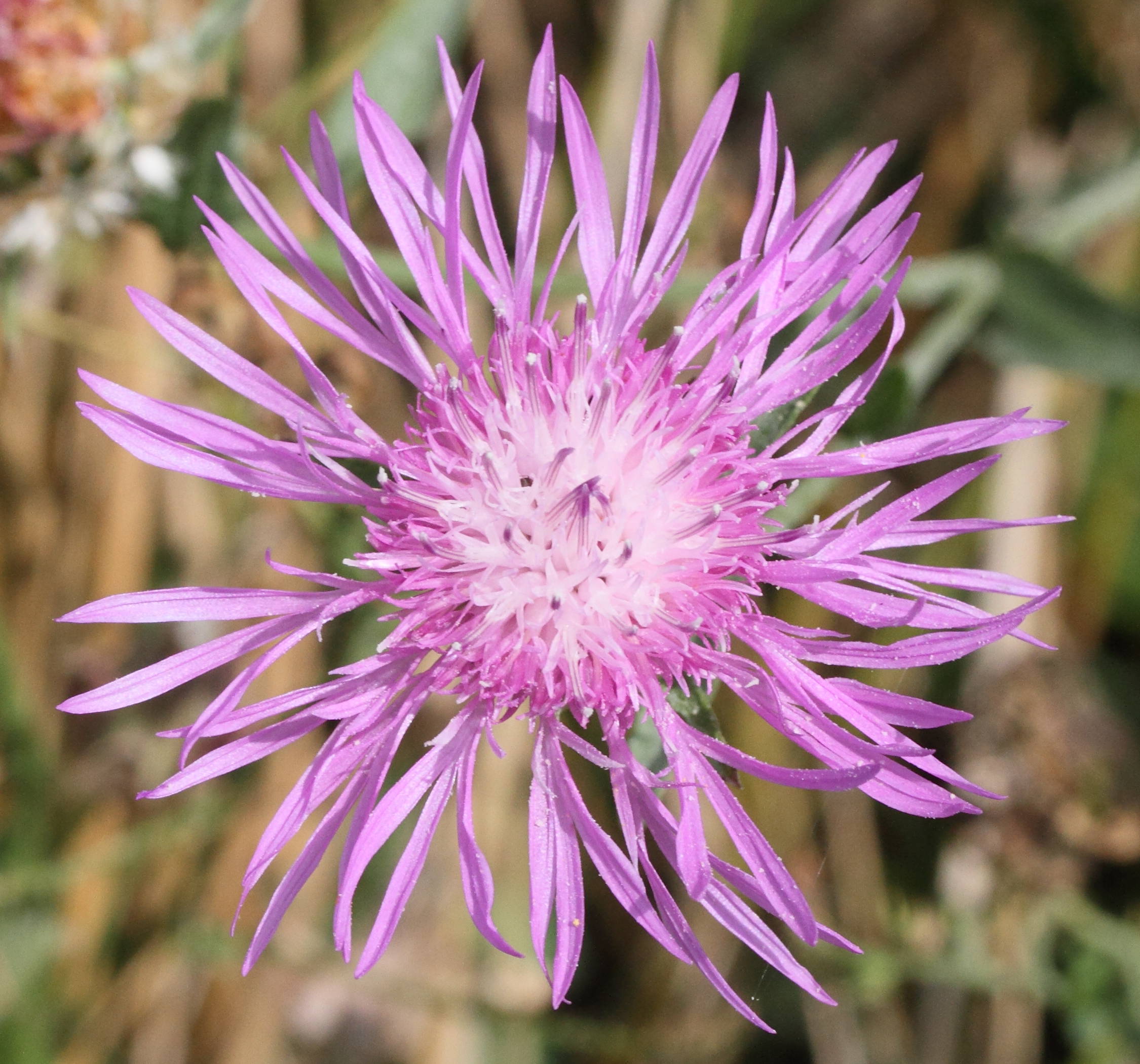 Afficher le média centaurea_jacea_timbalii2md centaurea_jacea_timbalii2md