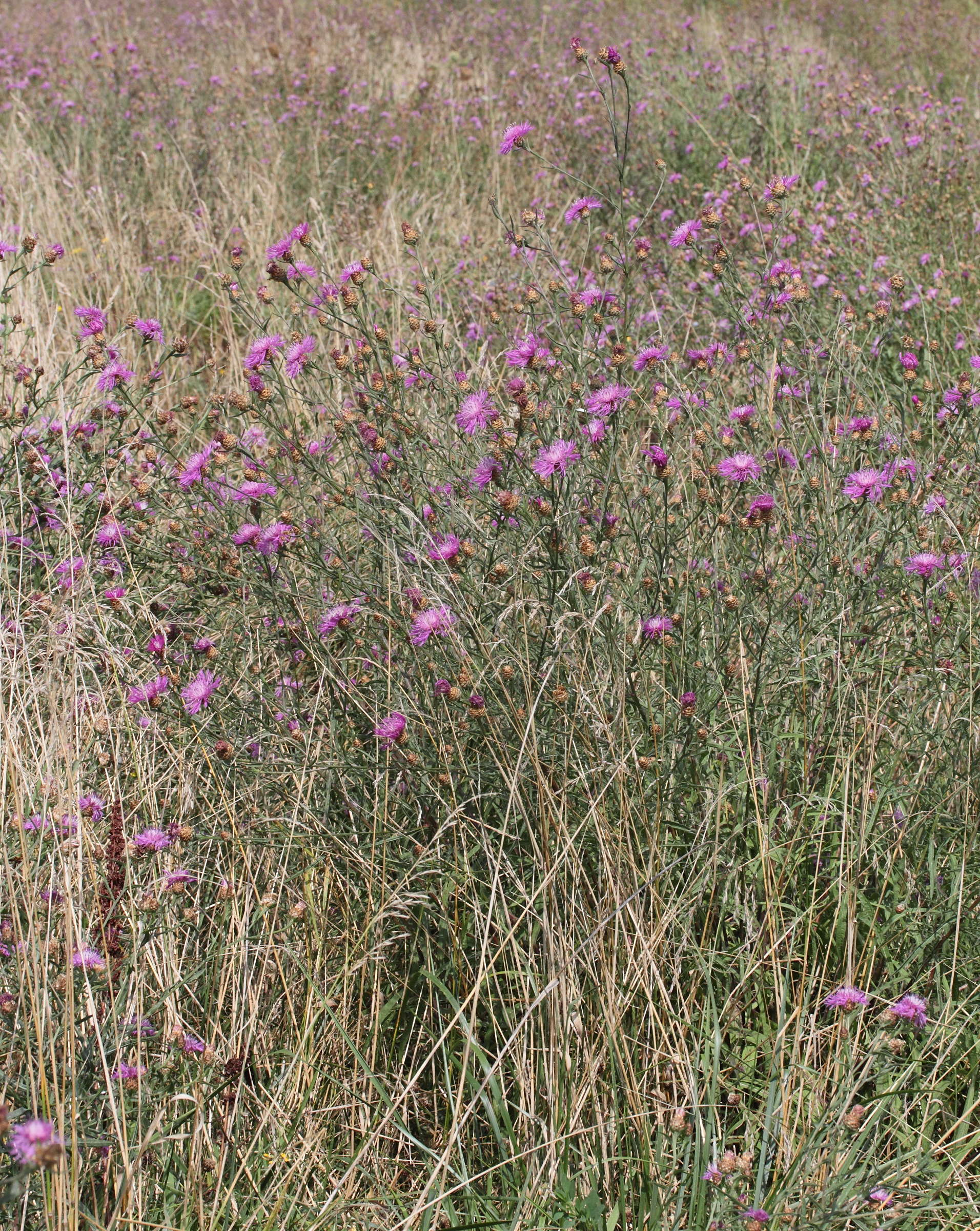 Afficher le média centaurea_jacea_timbalii3md centaurea_jacea_timbalii3md