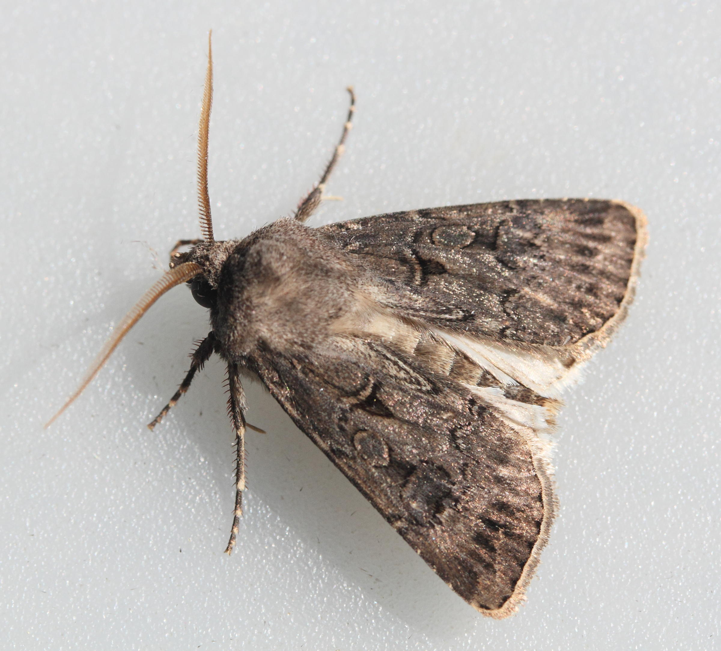 agrotis_bigramma1