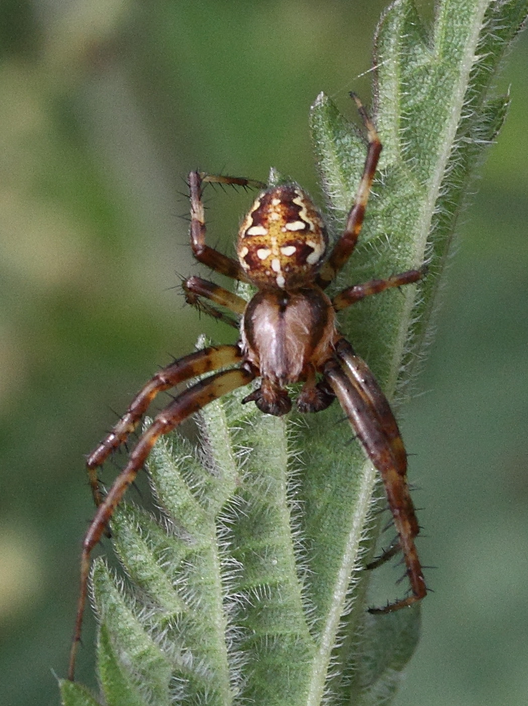 araneus_diadematus6md