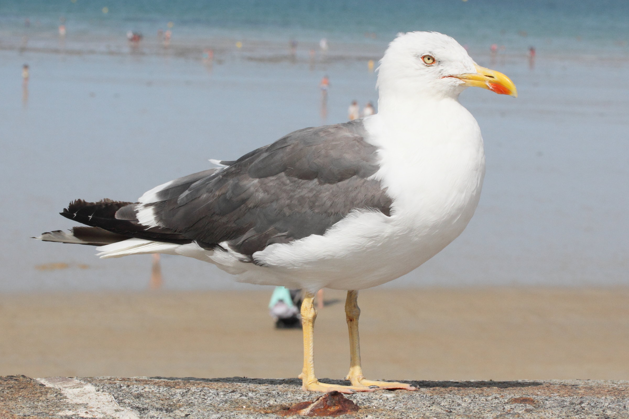 goeland_leucophee_-_hydrocoloeus_michahellis8md