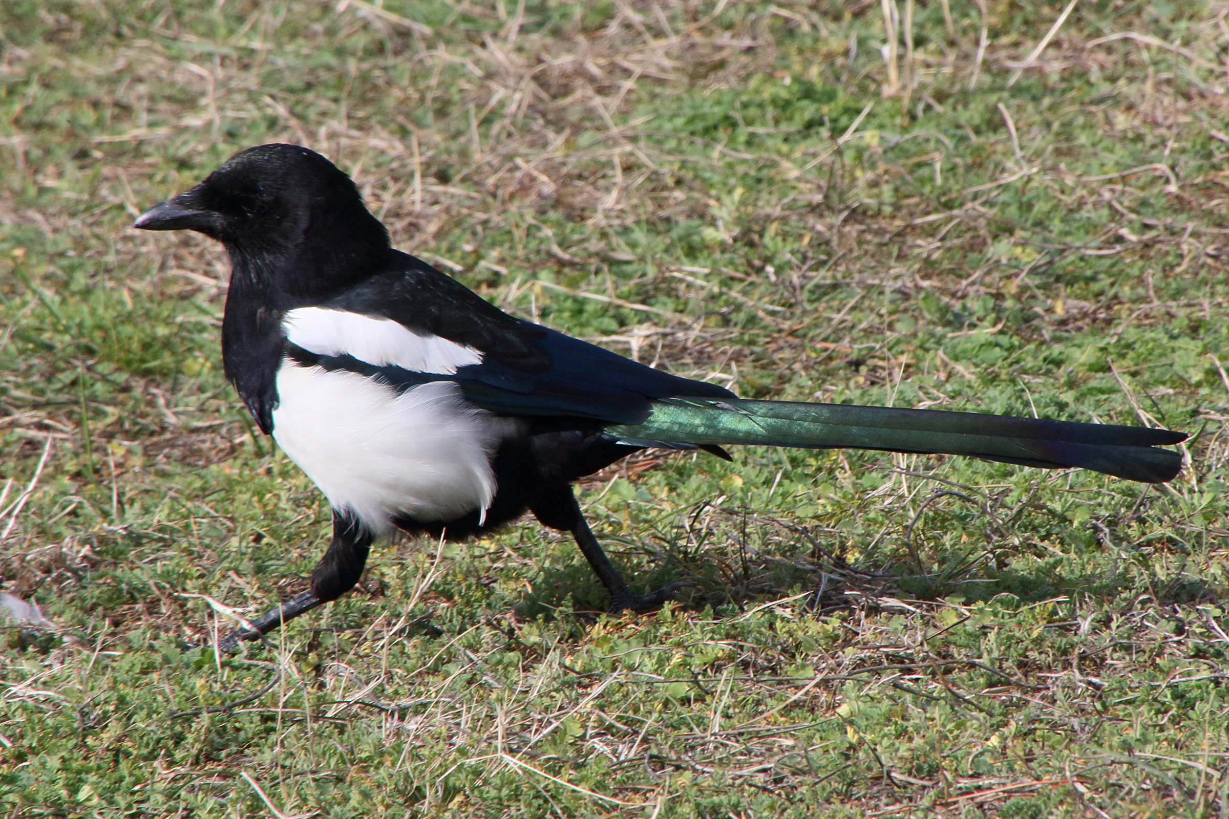 pie_bavarde_-_pica_pica5md