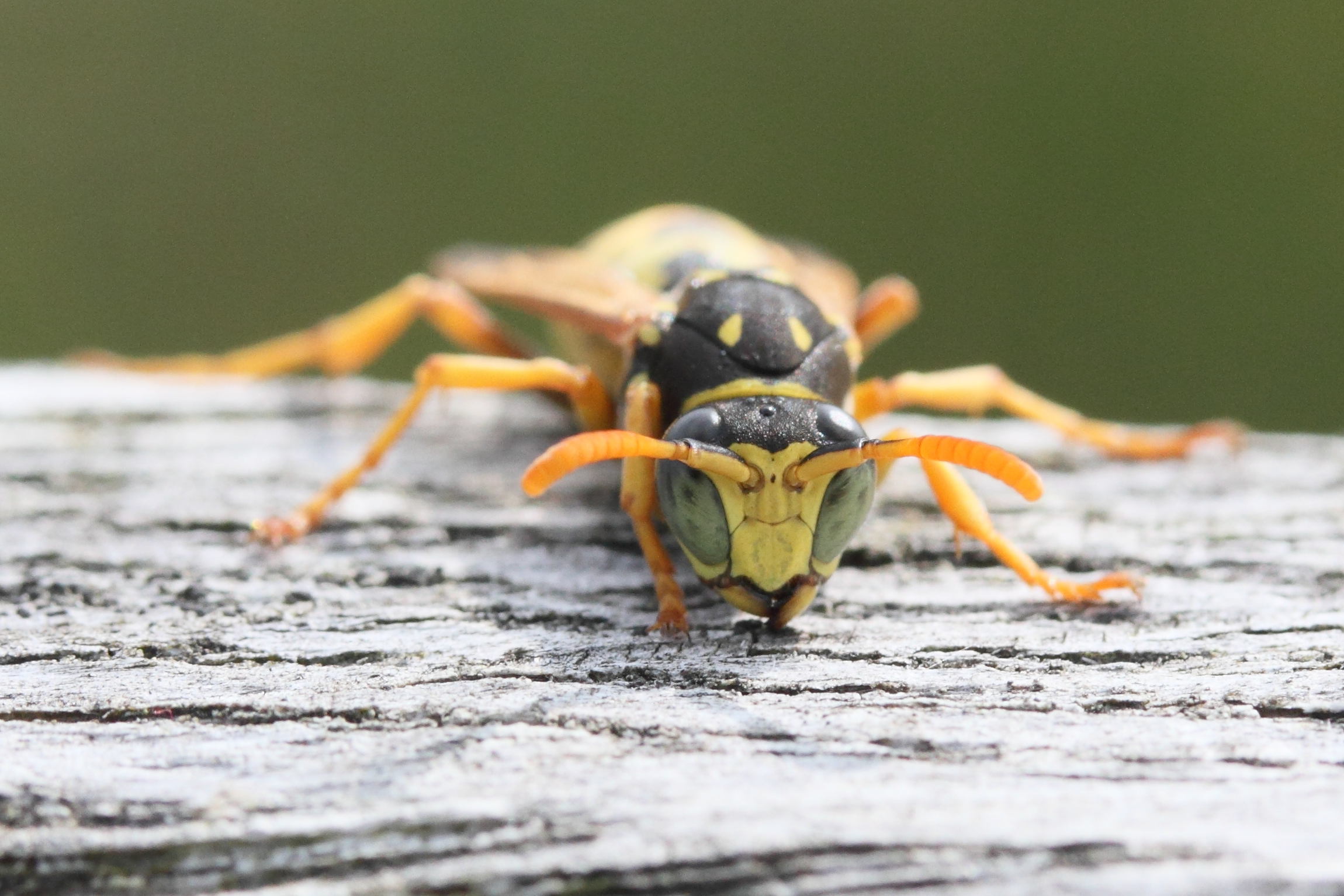 polistes_dominula7md