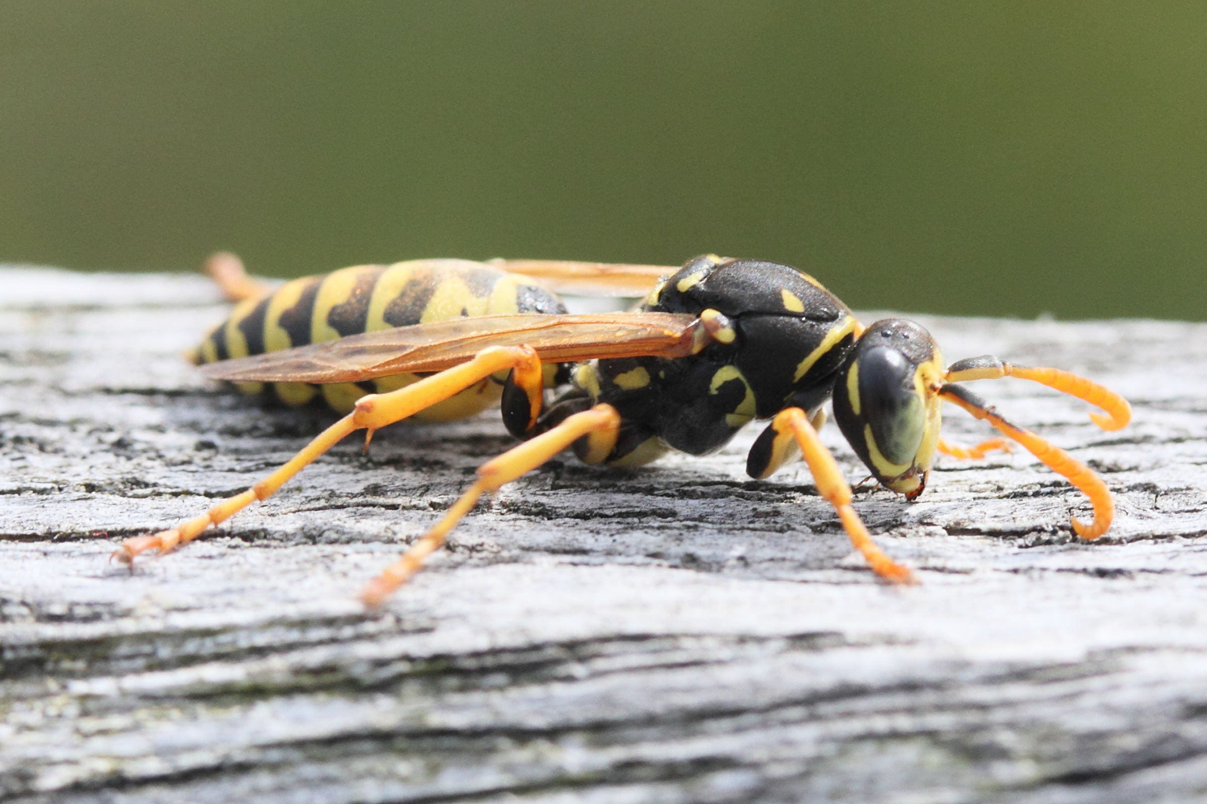 polistes_dominula8md