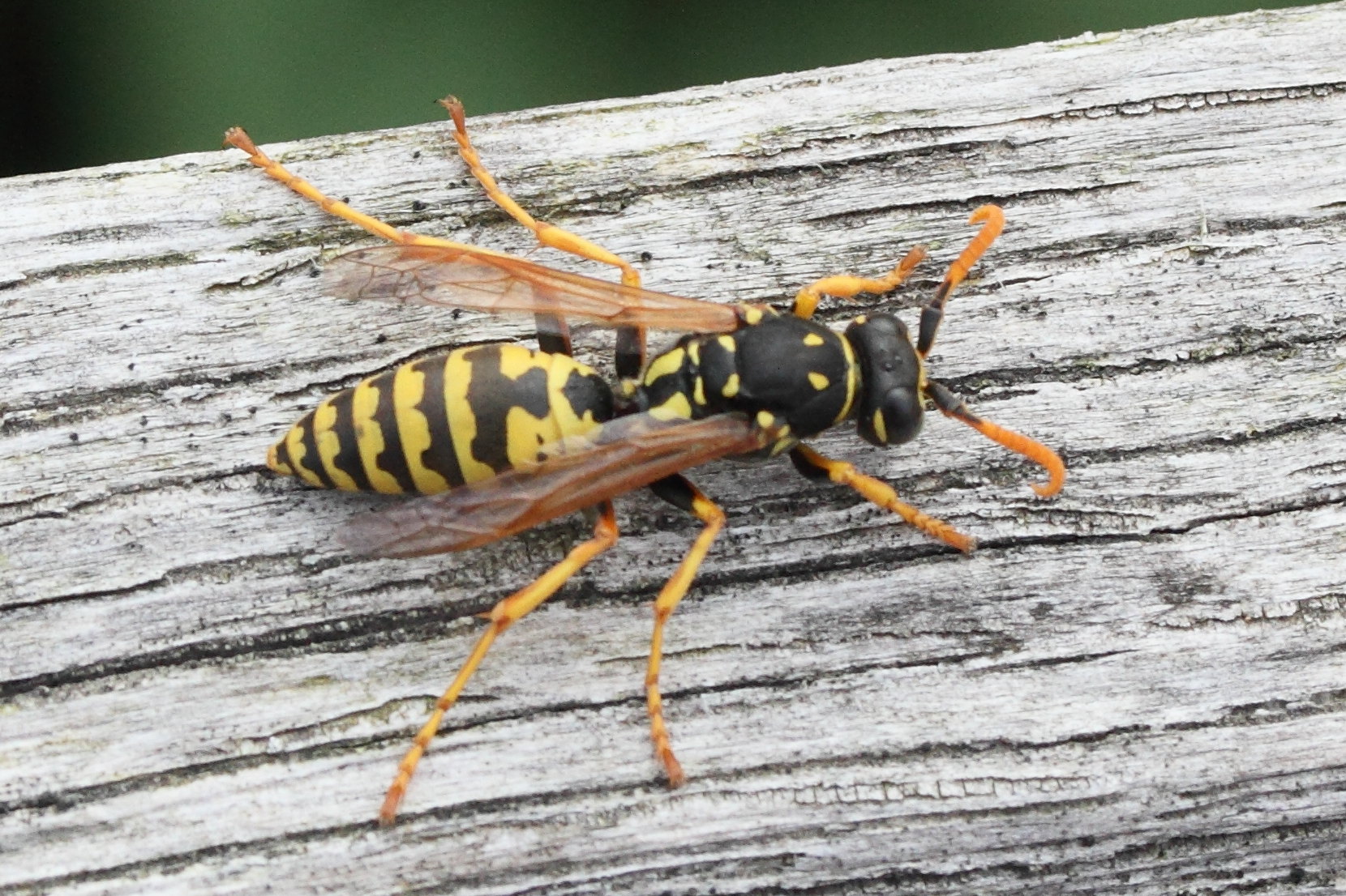 polistes_dominula9md