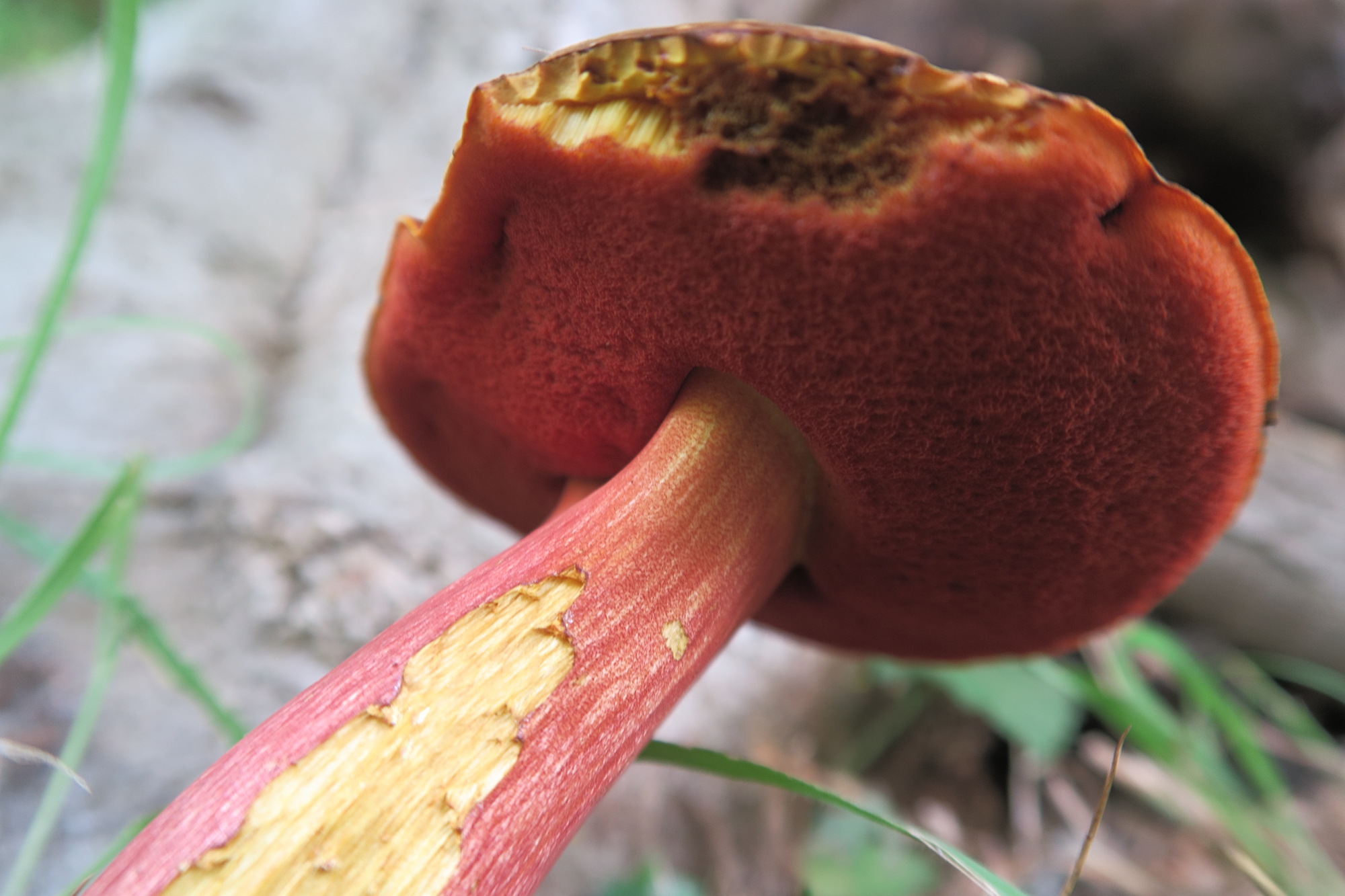 boletus_erythropus5md