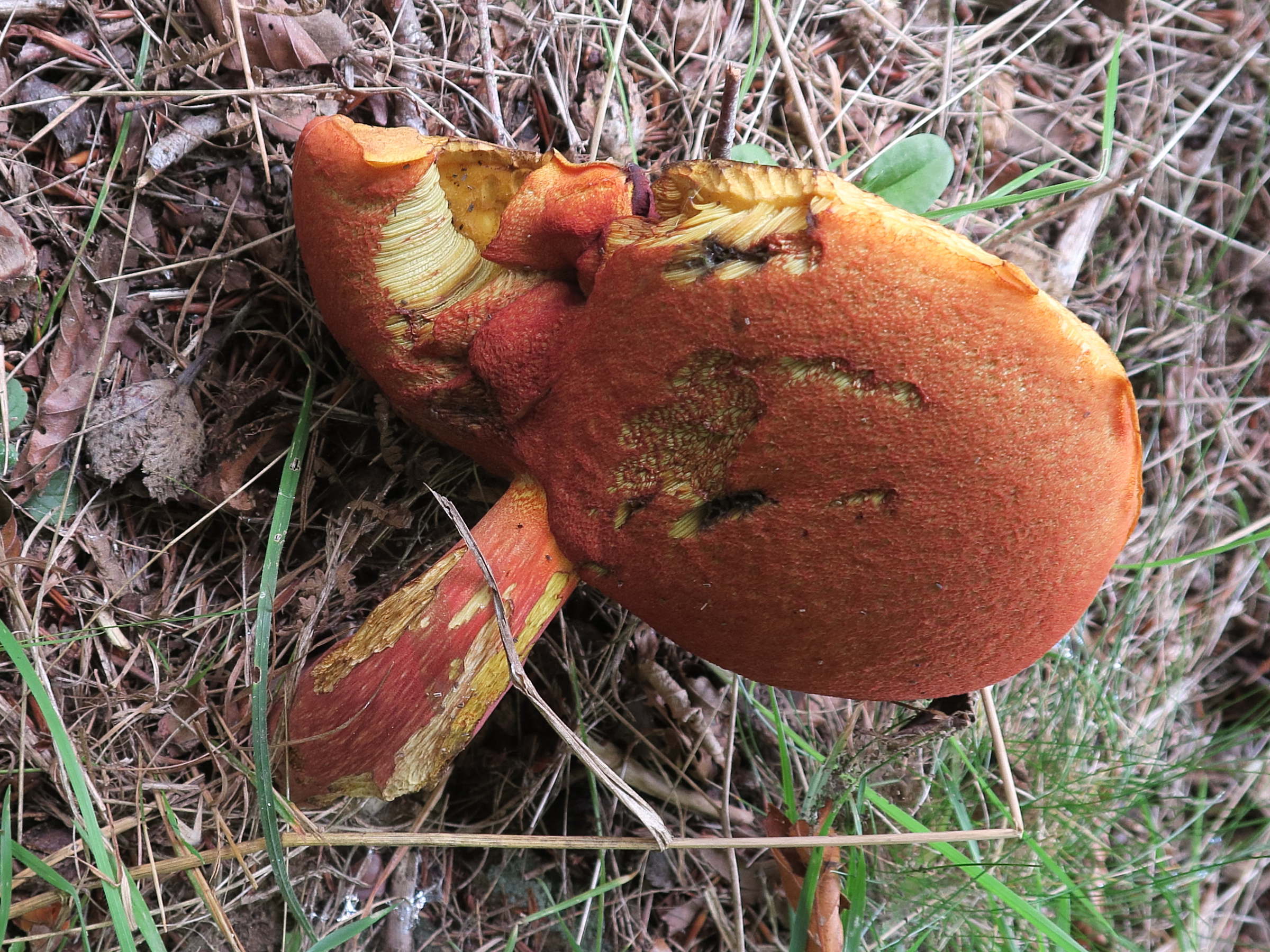 boletus_erythropus6md