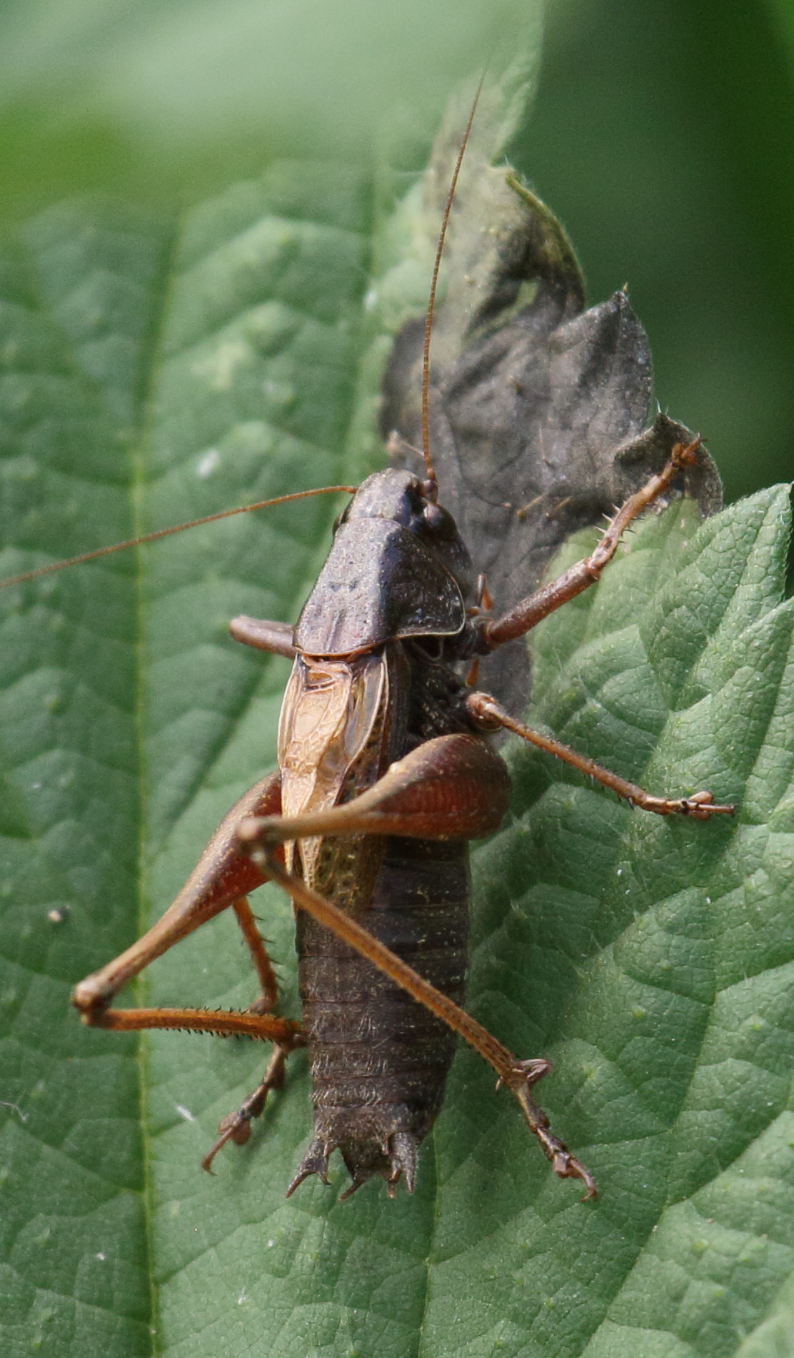 metrioptera_saussuriana7bd