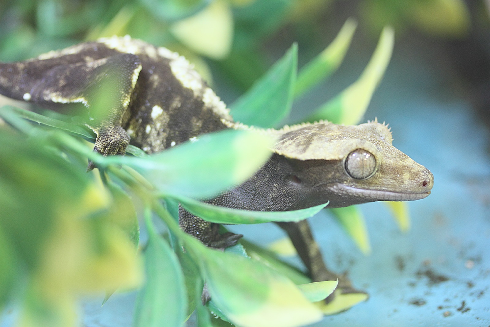 correlophus_ciliatus2md