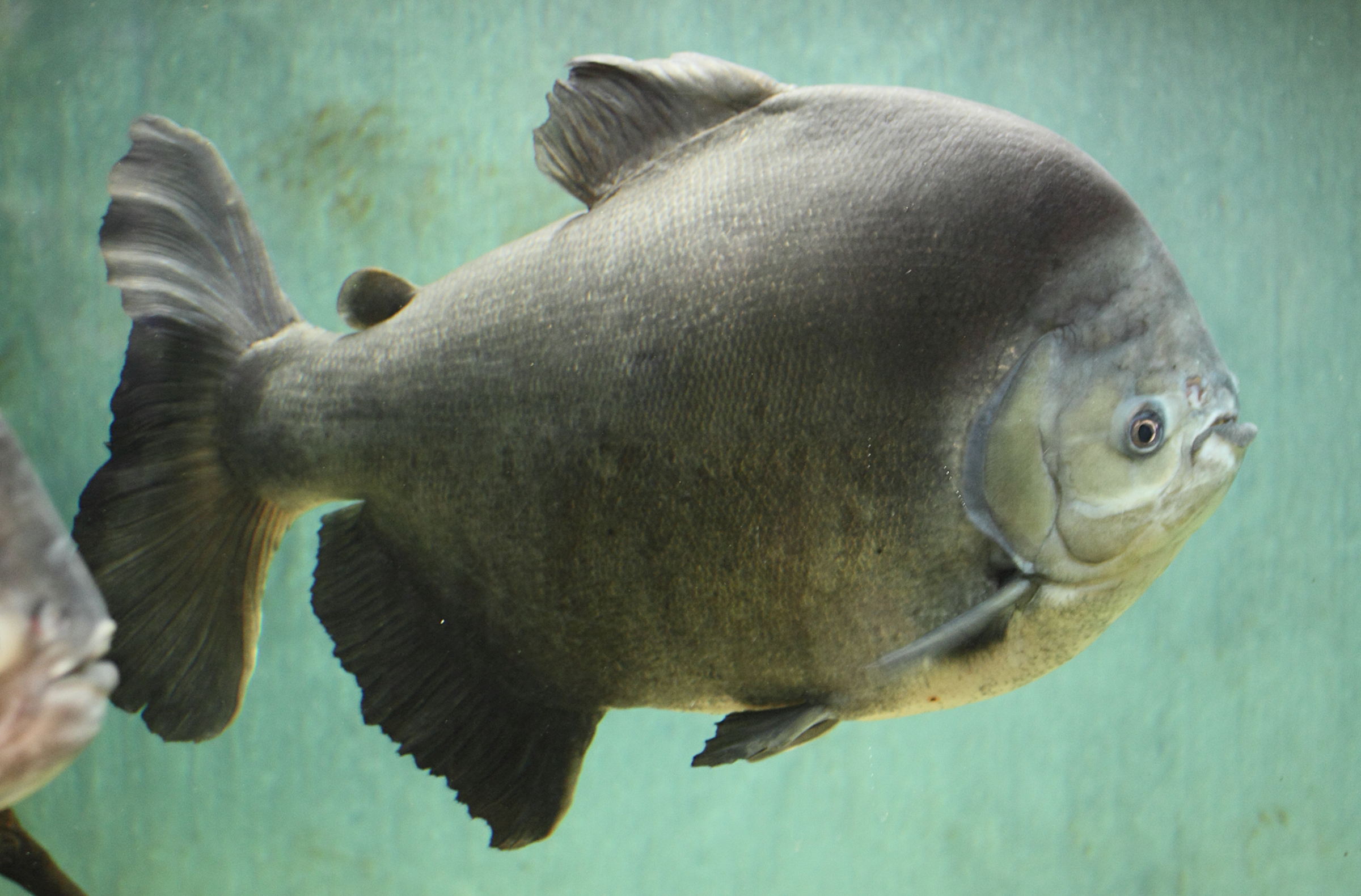 Afficher le média piaractus_brachypomus2md piaractus_brachypomus2md