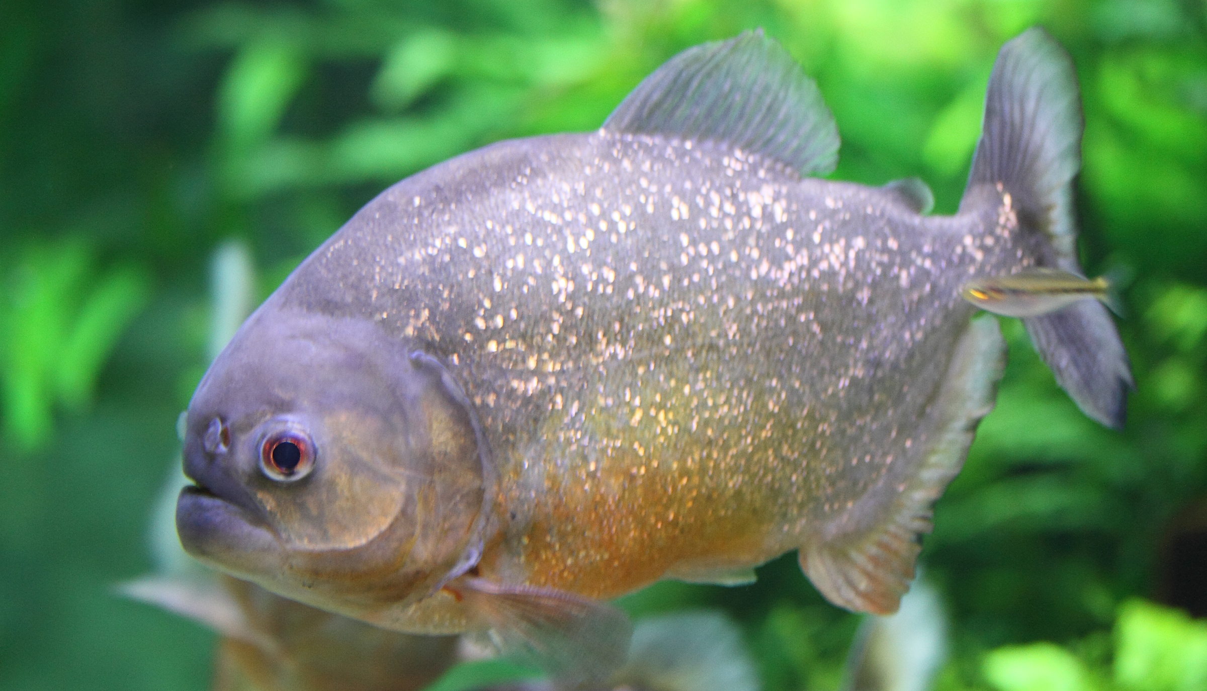 Afficher le média pygocentrus_nattereri2md pygocentrus_nattereri2md