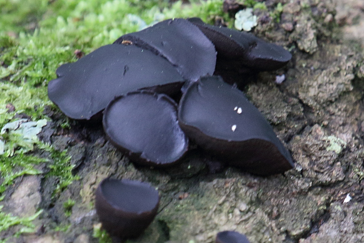 Afficher le média bulgaria_inquinans1bd bulgaria_inquinans1bd