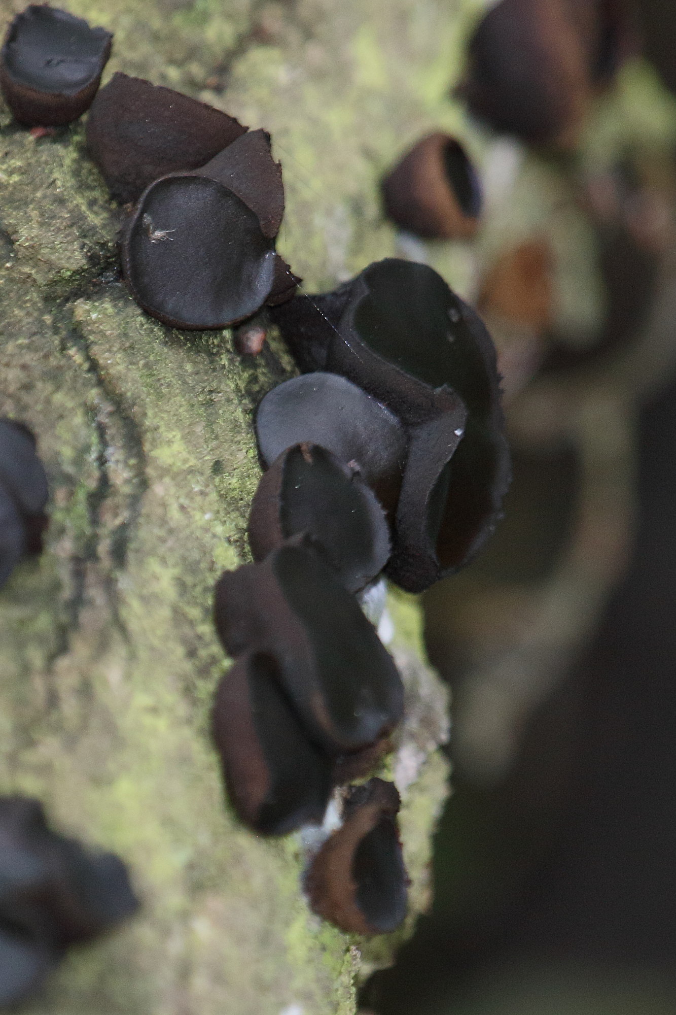 Afficher le média bulgaria_inquinans2bd bulgaria_inquinans2bd