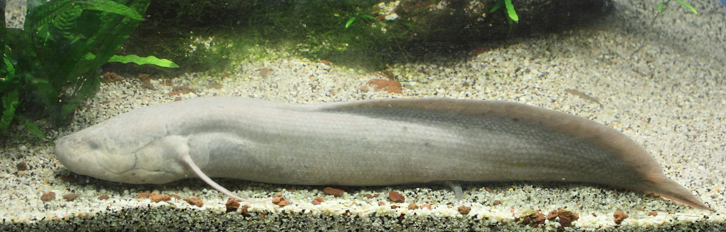 protopterus_annectens1md