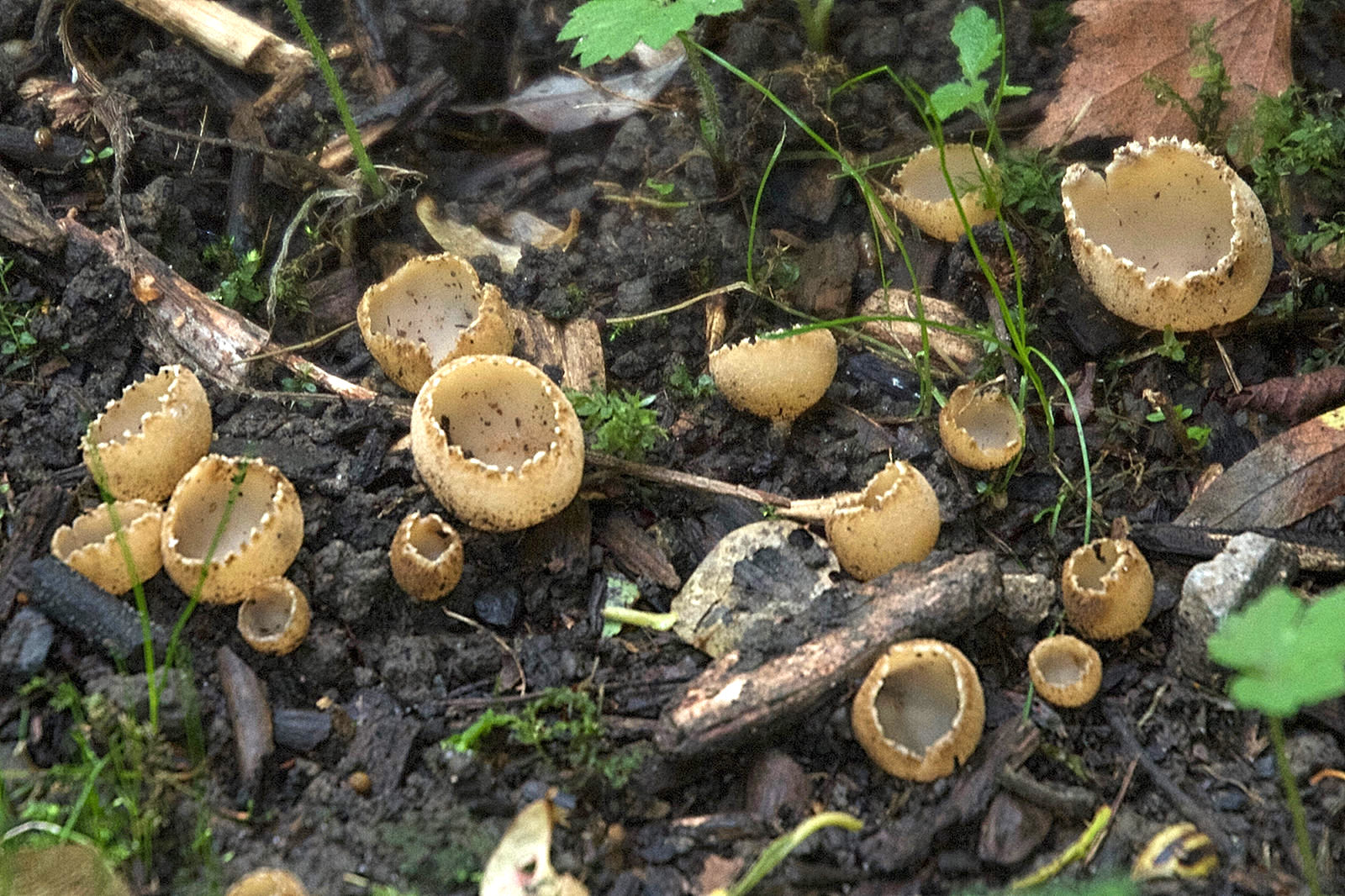 tarzetta_cupularis1md