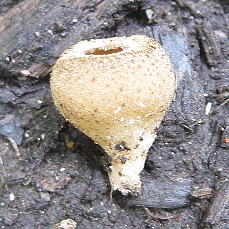 tarzetta_cupularis2bd