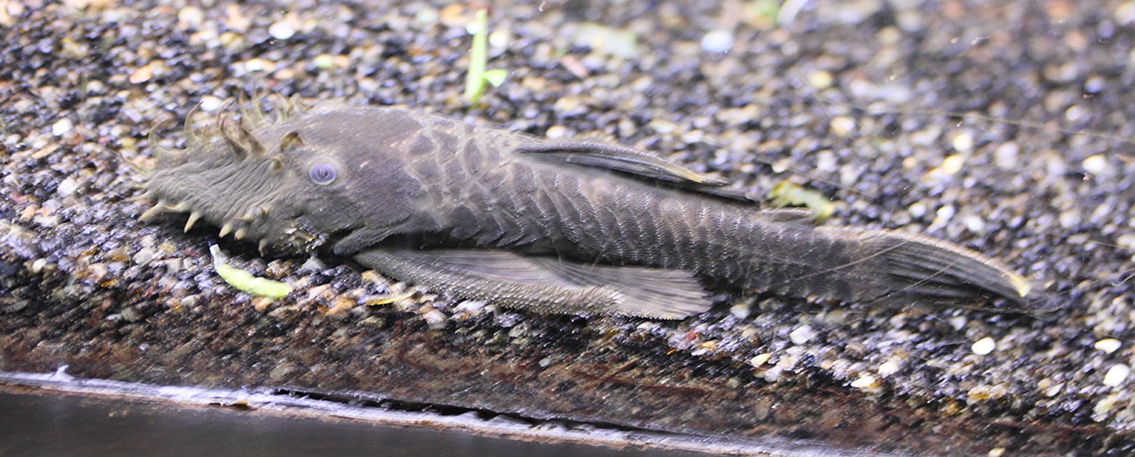 Afficher le média ancistrus_sp1md ancistrus_sp1md