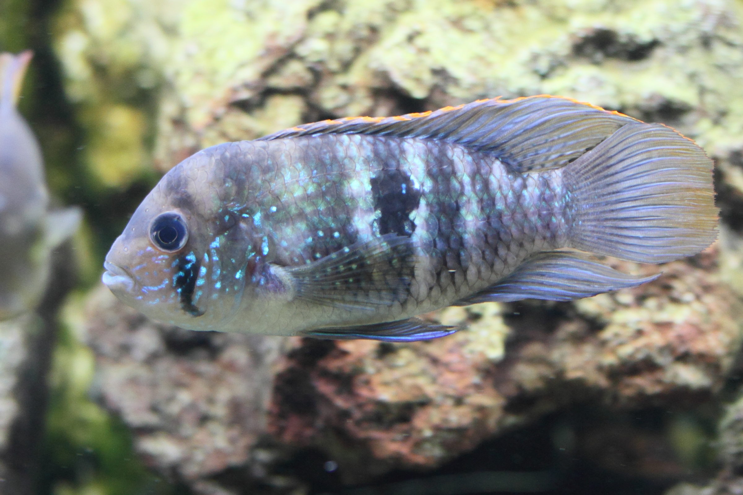 Afficher le média andinoacara_rivulatus1md andinoacara_rivulatus1md