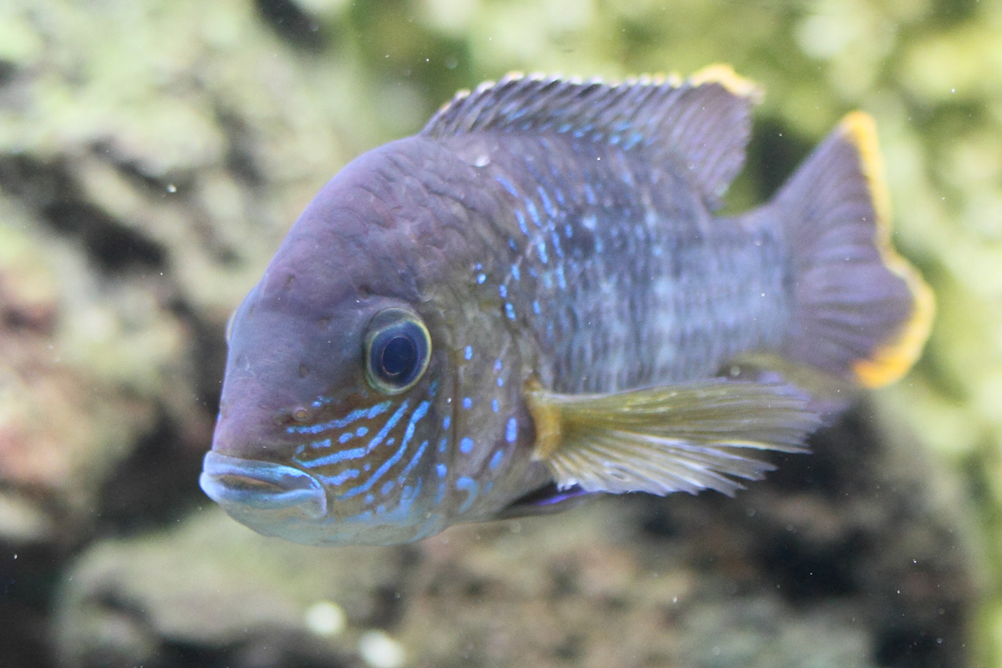 Afficher le média andinoacara_rivulatus2md andinoacara_rivulatus2md