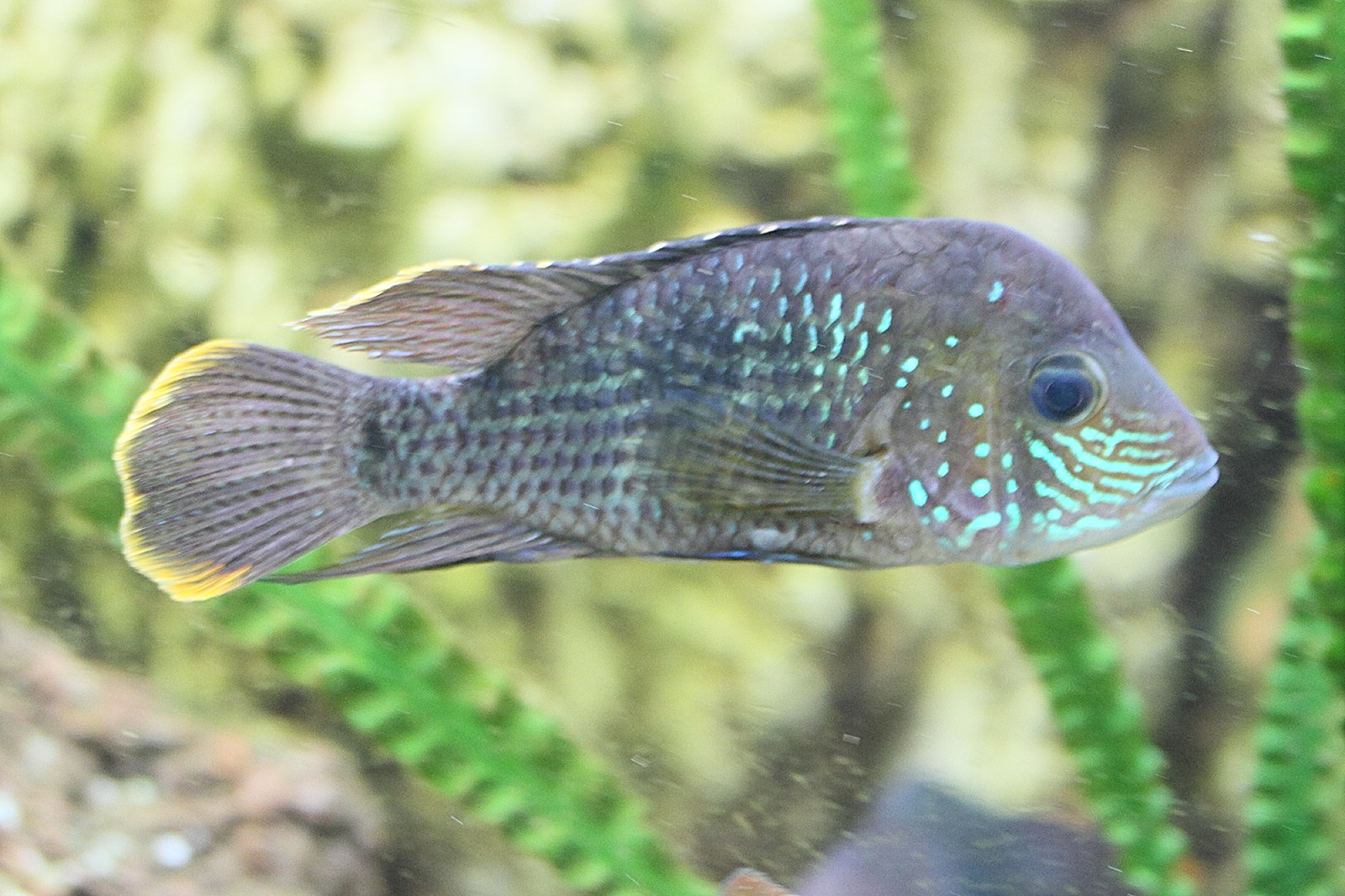 Afficher le média andinoacara_rivulatus3md andinoacara_rivulatus3md