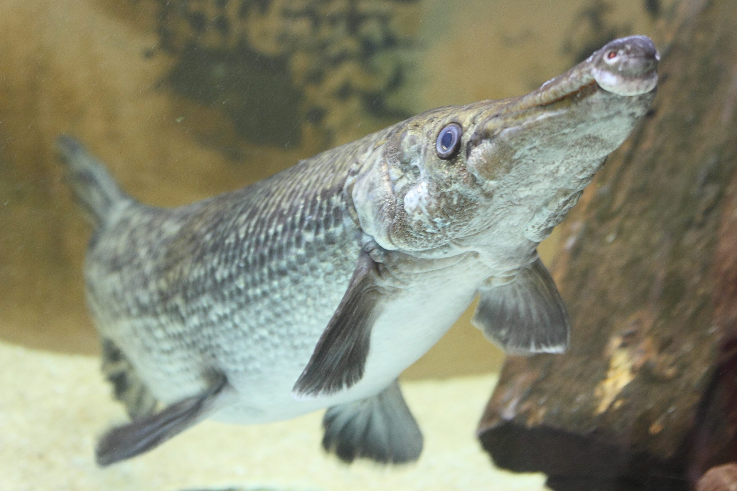 Afficher le média atractosteus_spatula3md atractosteus_spatula3md