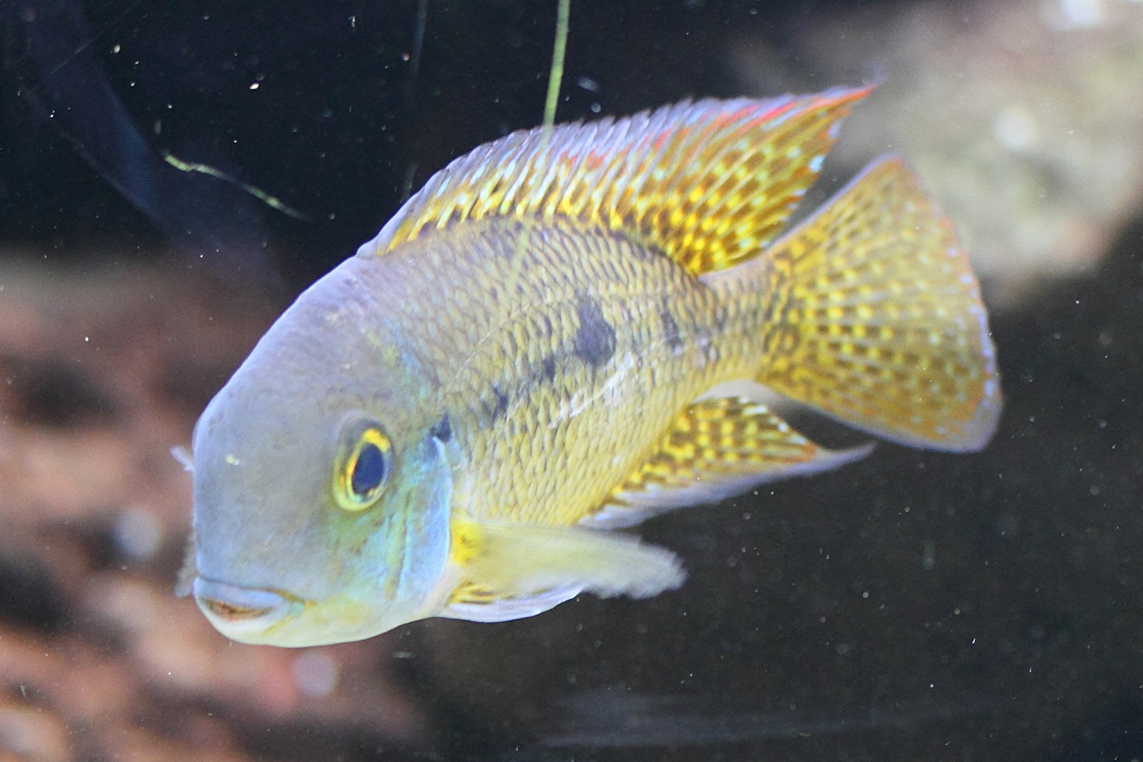 Afficher le média hypsophrys_nicaraguensis2md hypsophrys_nicaraguensis2md