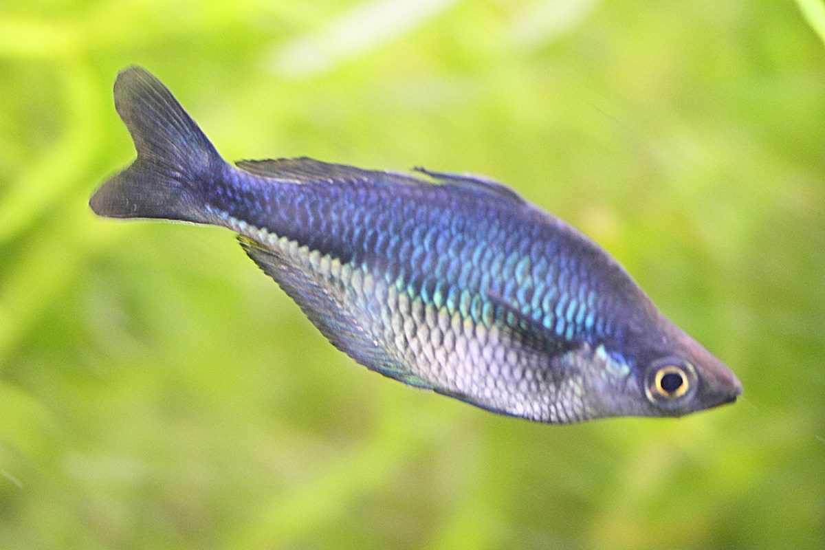 melanotaenia_lacustri1md