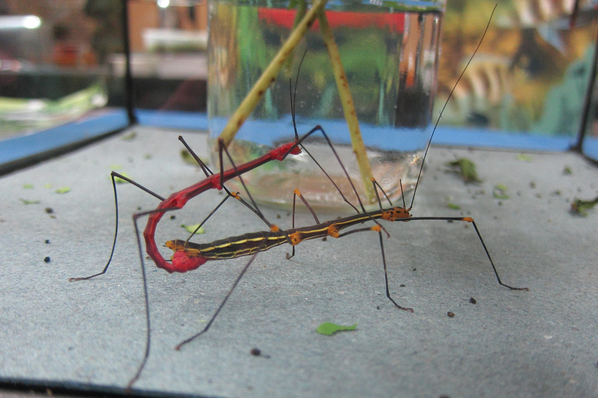 oreophoetes_peruana4bd