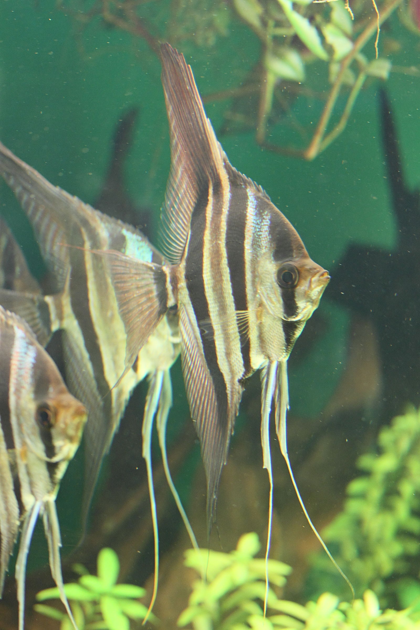 Afficher le média pterophyllum_altum1md pterophyllum_altum1md