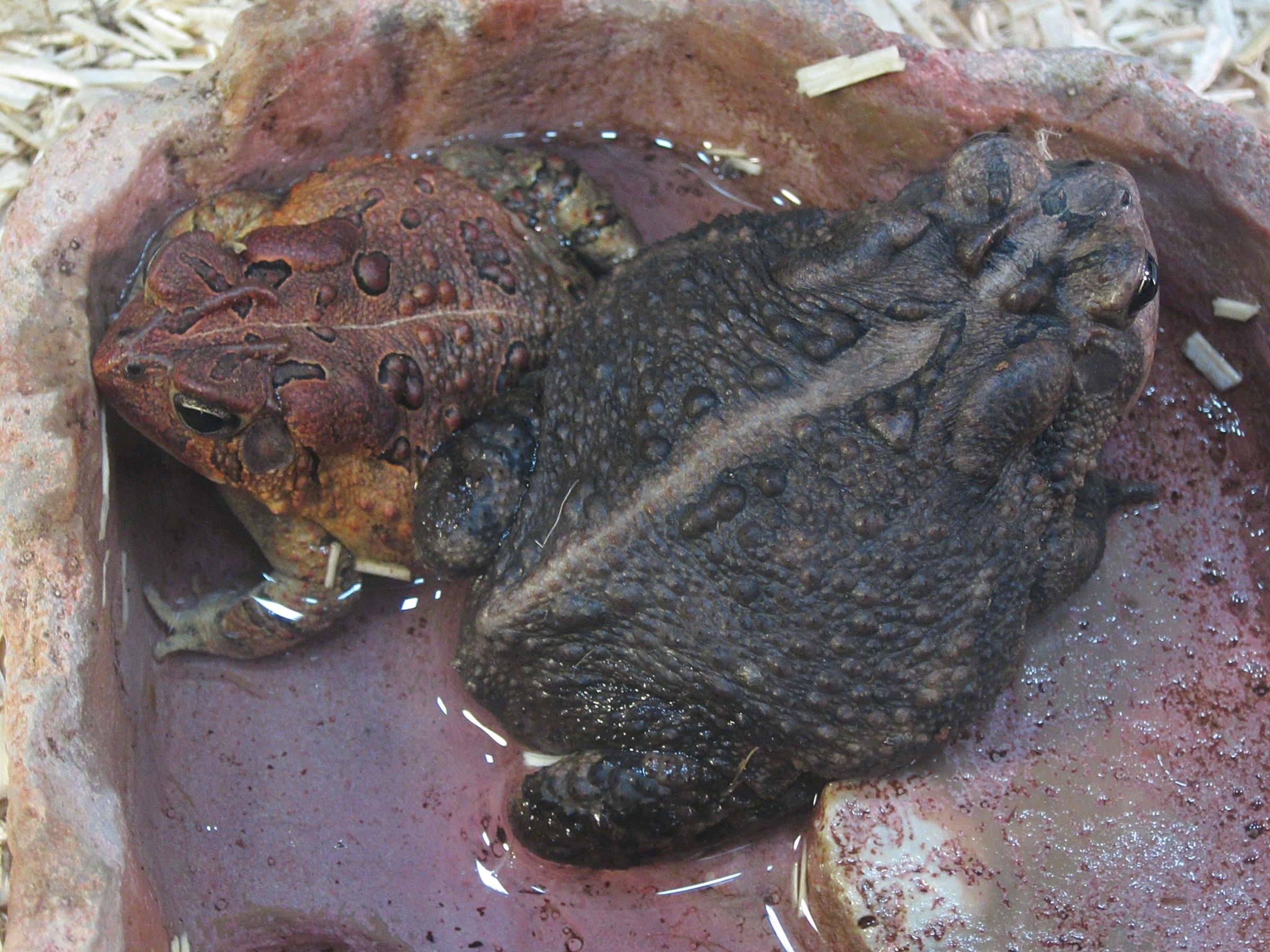 anaxyrus_americanus1bd