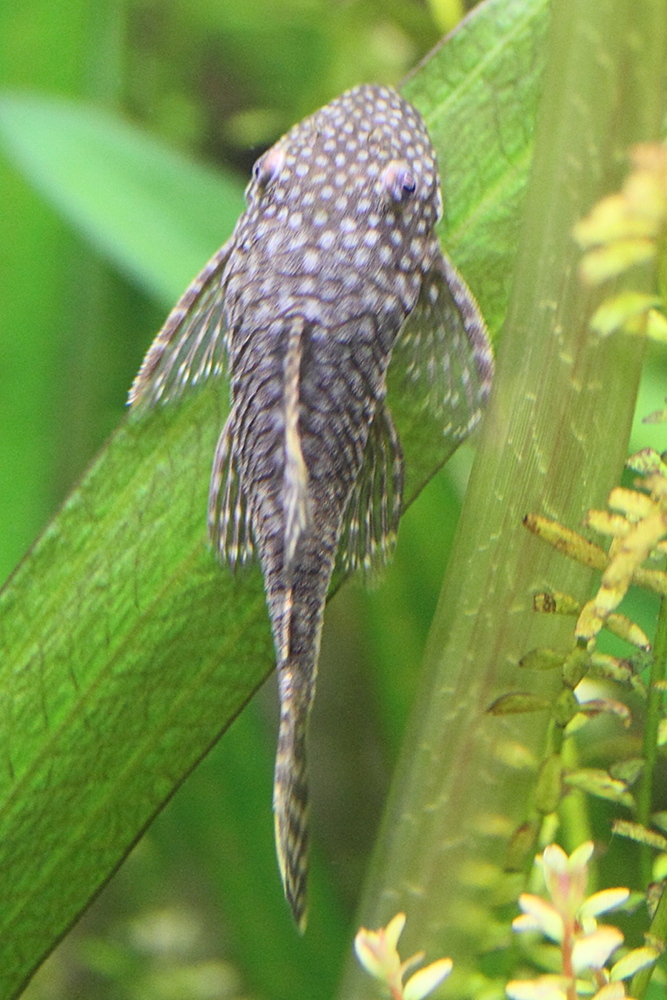 Afficher le média ancistrus_sp2md ancistrus_sp2md