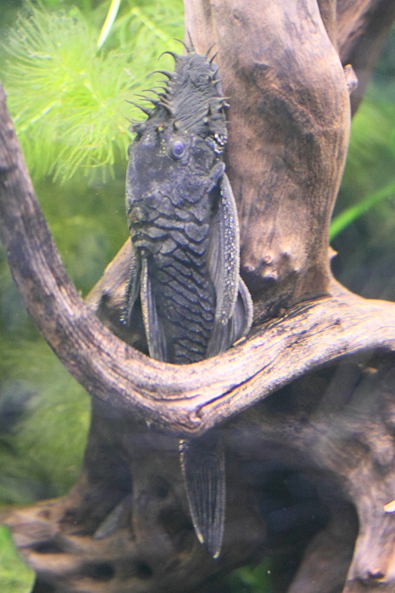 Afficher le média ancistrus_sp3md ancistrus_sp3md