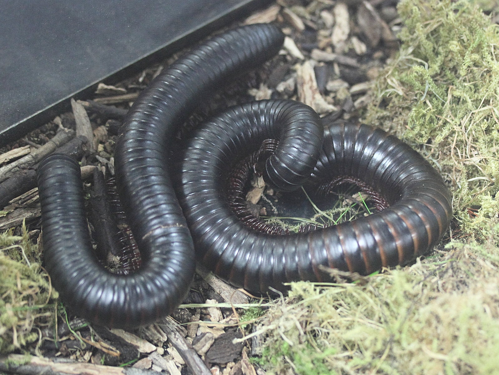 Afficher le média archispirostreptus_gigas2md archispirostreptus_gigas2md