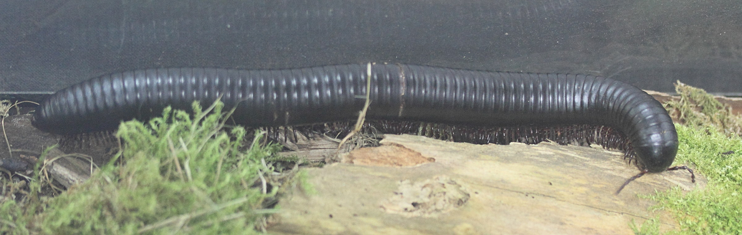 Afficher le média archispirostreptus_gigas3md archispirostreptus_gigas3md