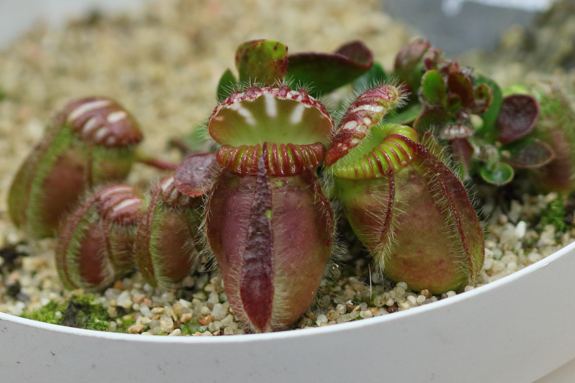 Afficher le média cephalotus_follicularis2bd cephalotus_follicularis2bd