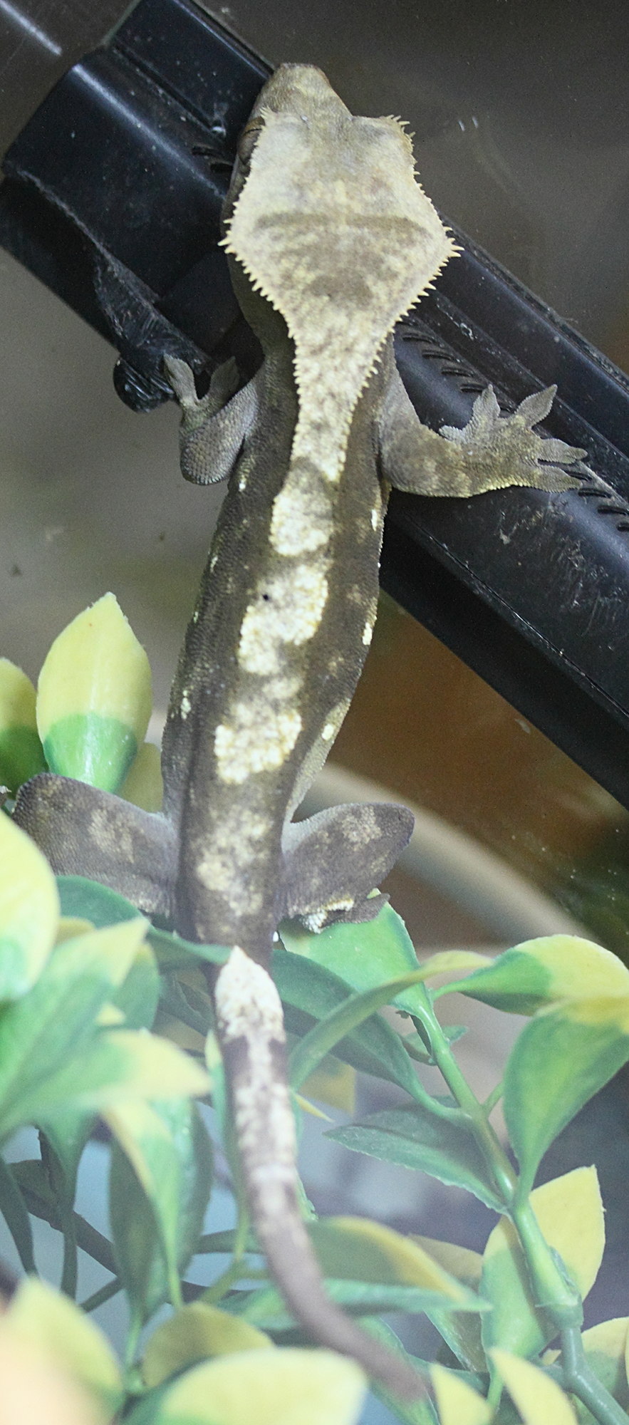 correlophus_ciliatus3md