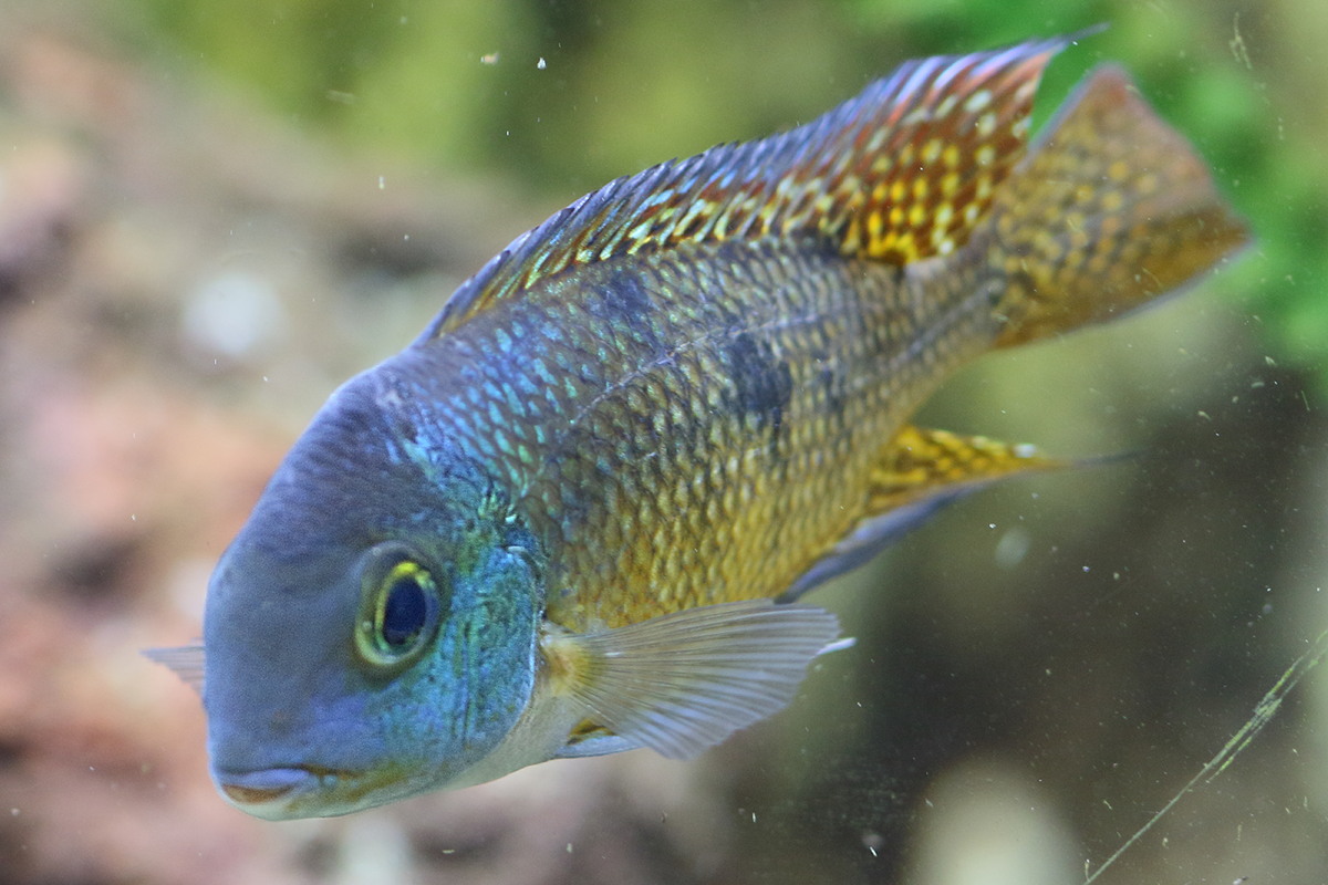 Afficher le média hypsophrys_nicaraguensis3bd hypsophrys_nicaraguensis3bd