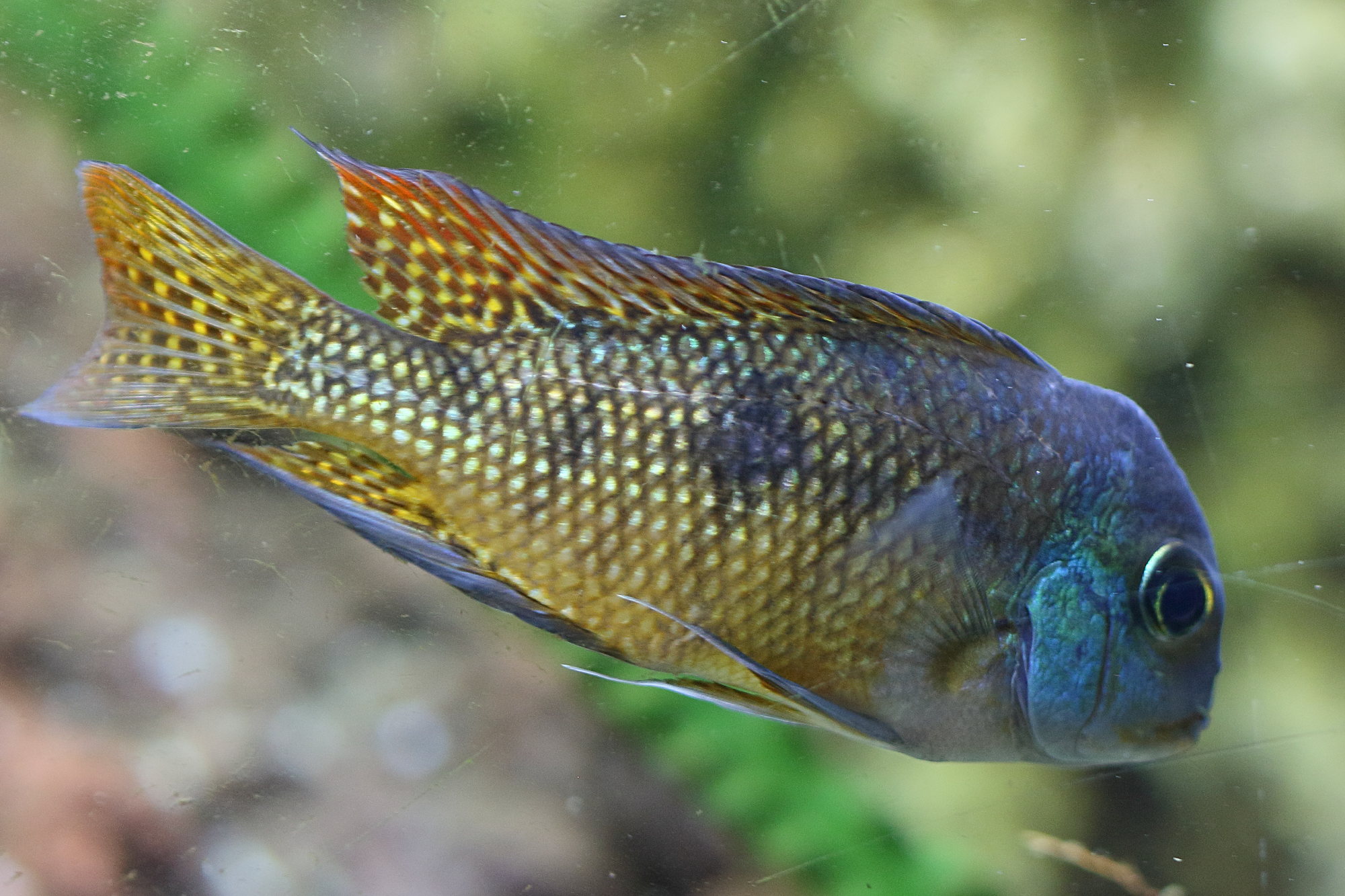 Afficher le média hypsophrys_nicaraguensis4bd hypsophrys_nicaraguensis4bd