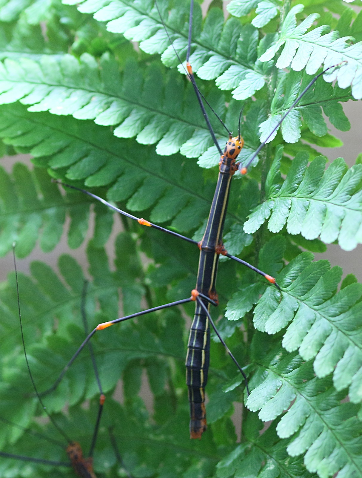 oreophoetes_peruana4bd