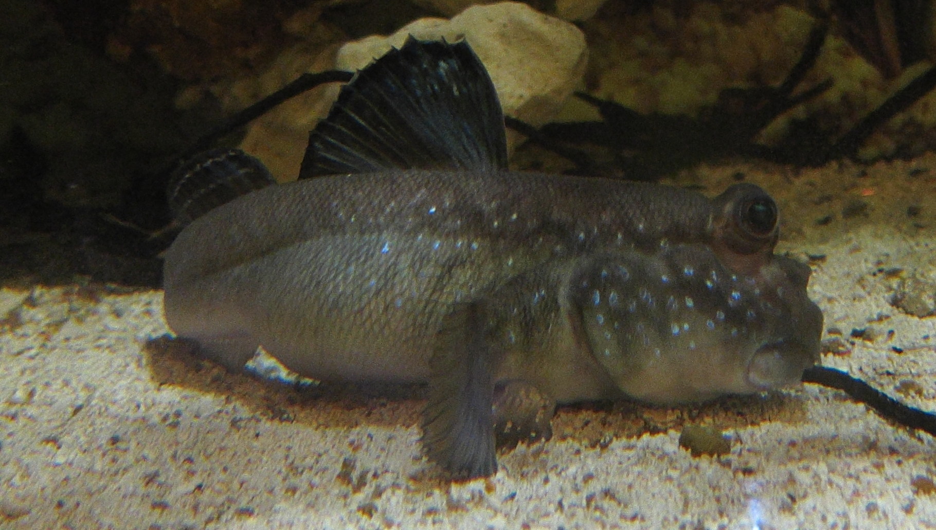 Afficher le média periophthalmus_barbarus2bd periophthalmus_barbarus2bd