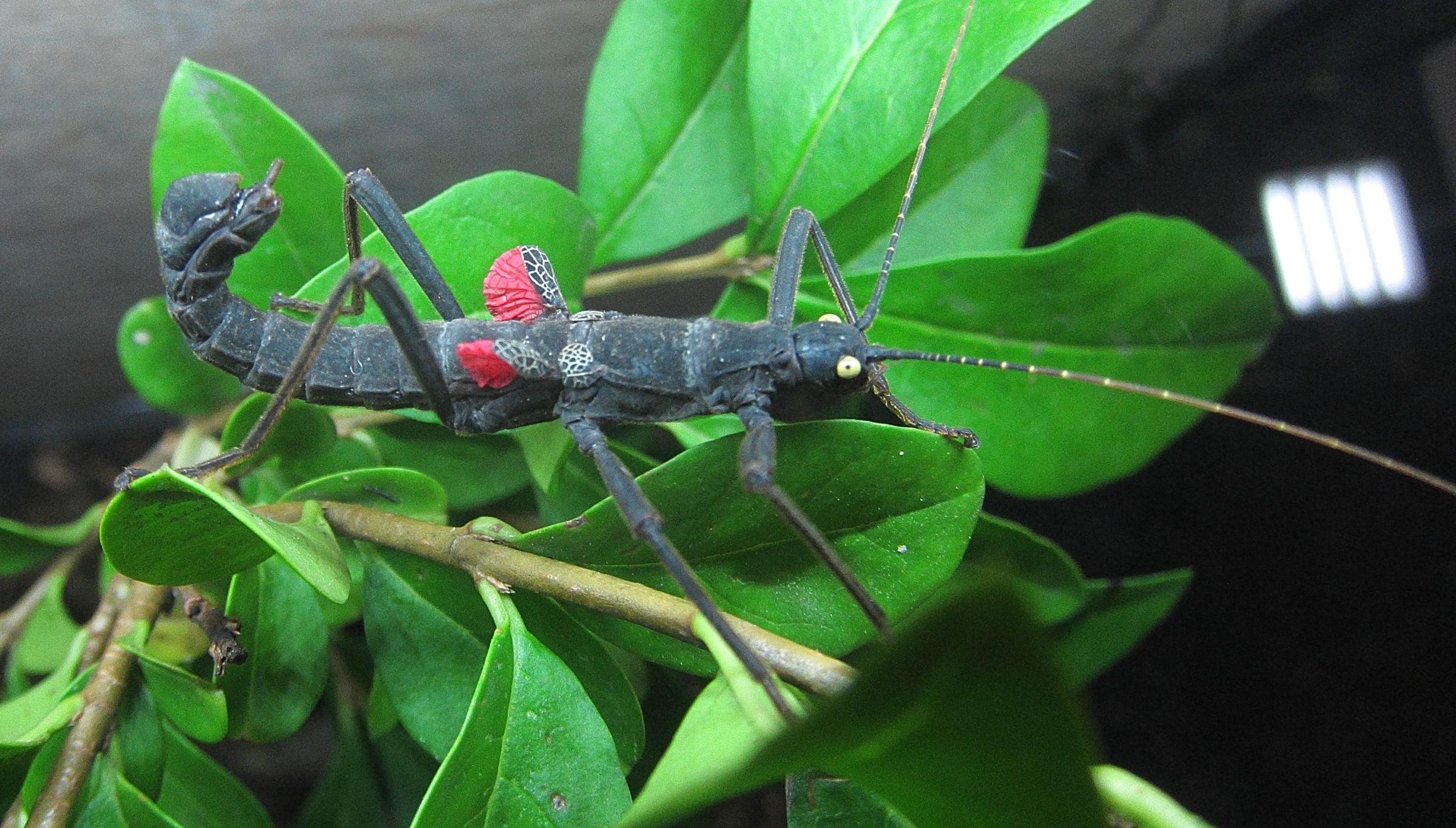 peruphasma_schultei3bd