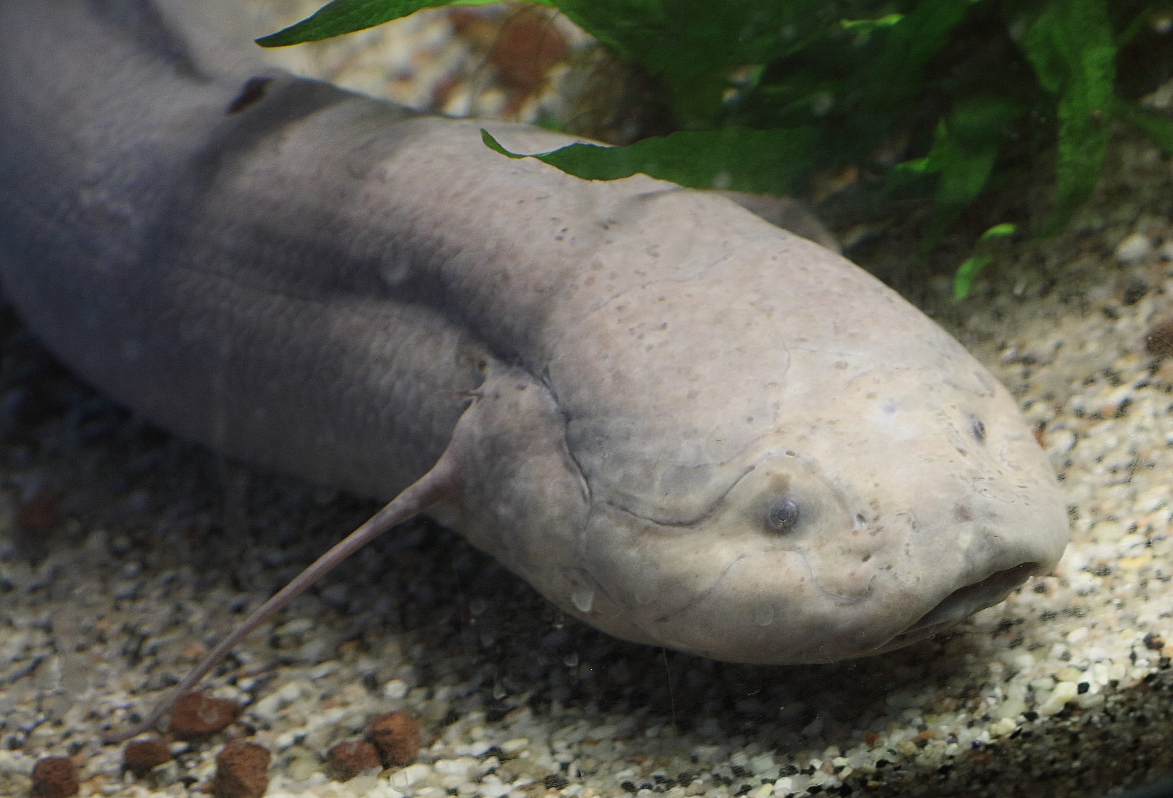 protopterus_annectens2bd