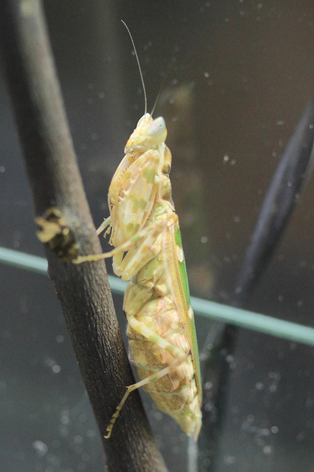 Afficher le média creobroter_pictipennis1md creobroter_pictipennis1md